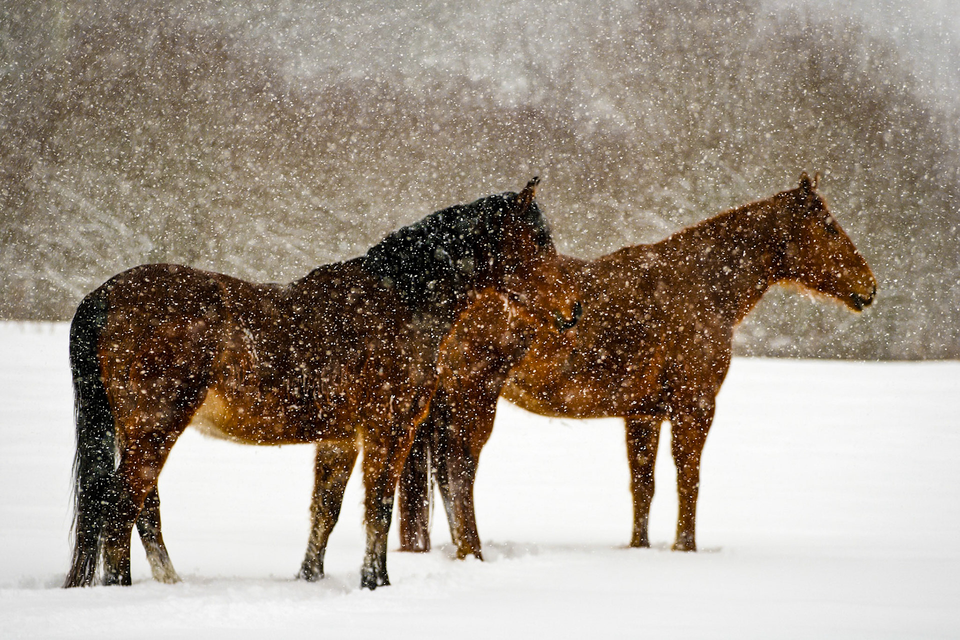 "Waiting Out the Storm" --Snowflakes surround these horses as they wait out the storm. Middletown Springs, Vermont.