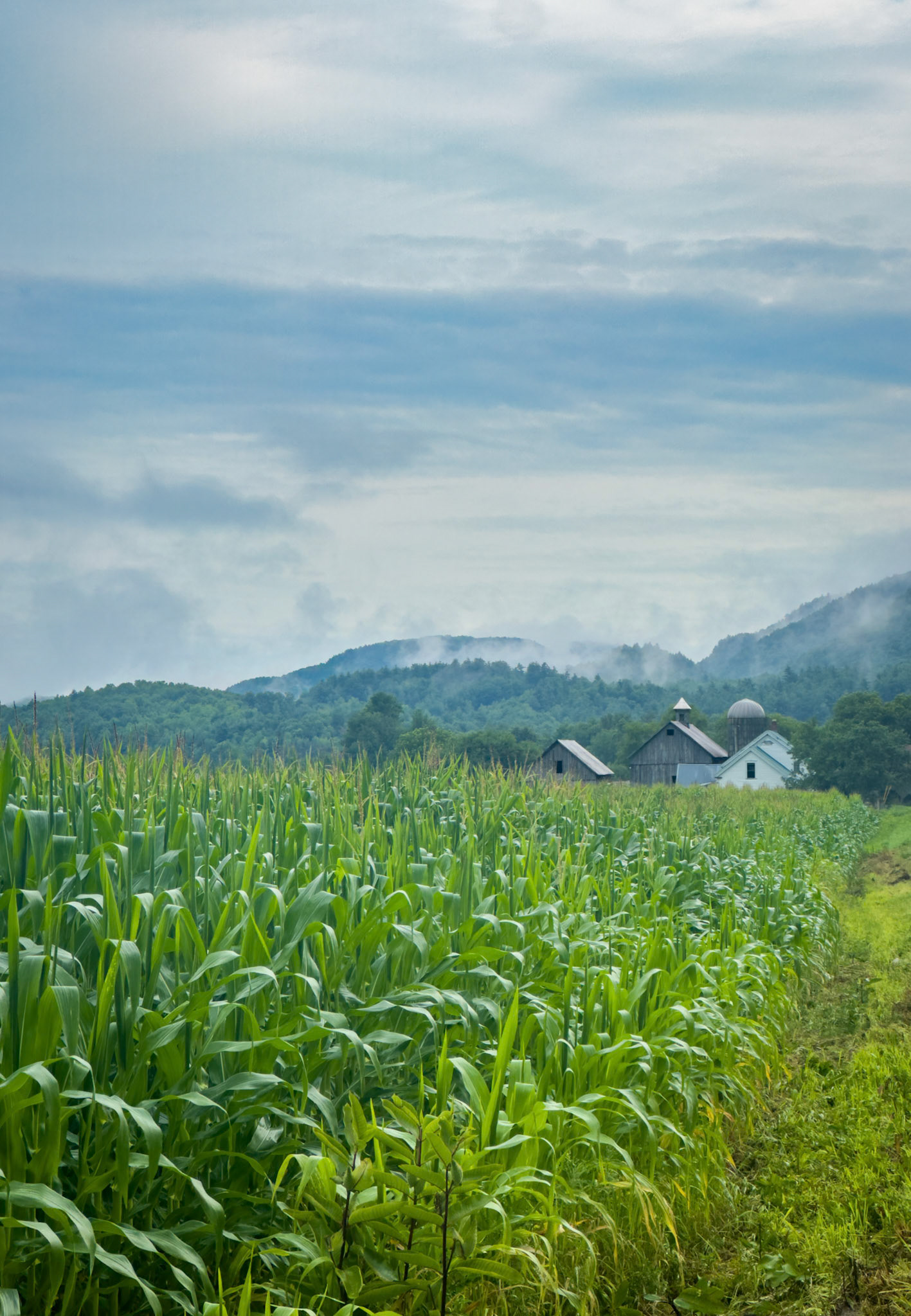 "Summer Crop"
