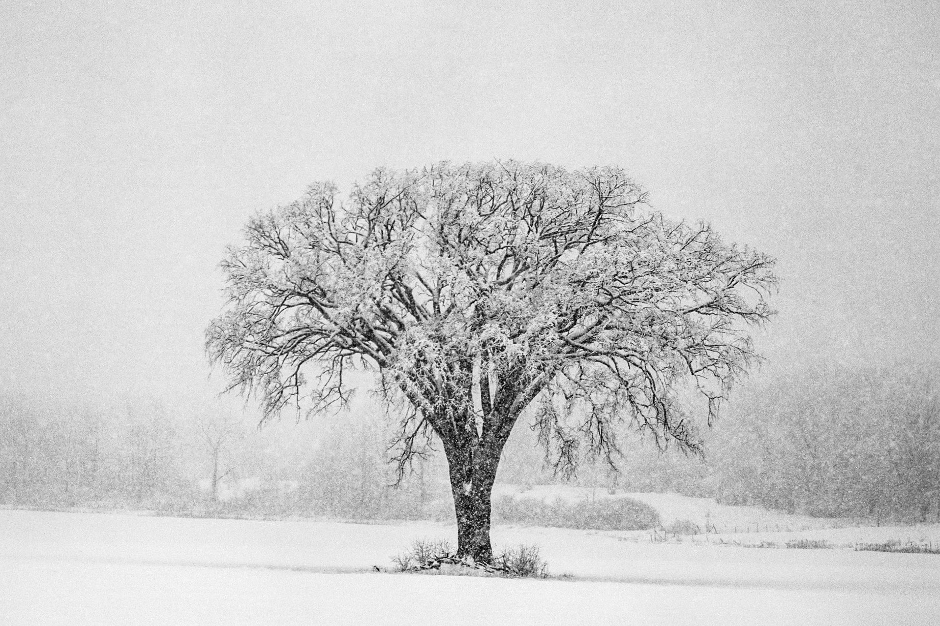 "Lone Tree" --Orwell