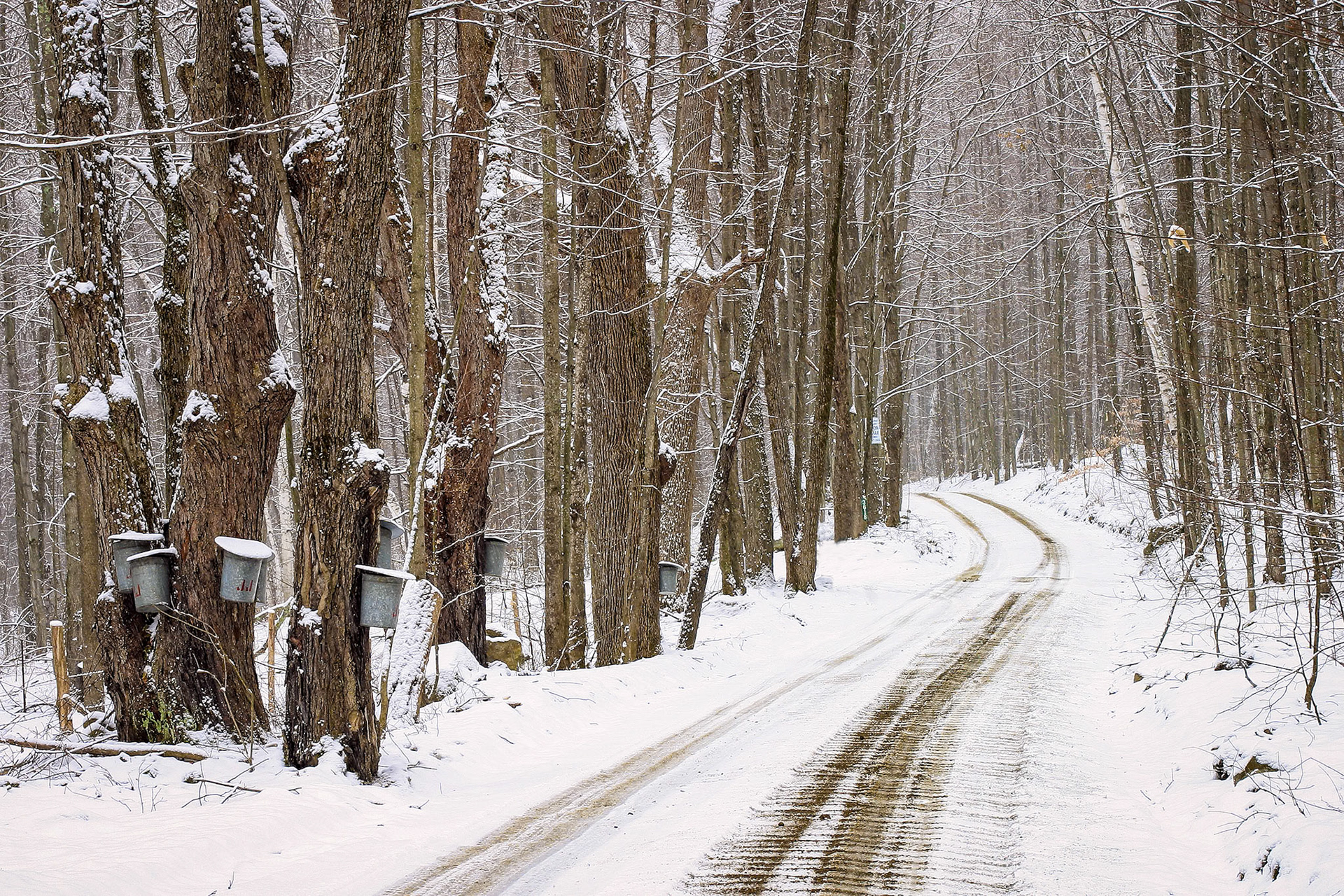 "Country Road in March"