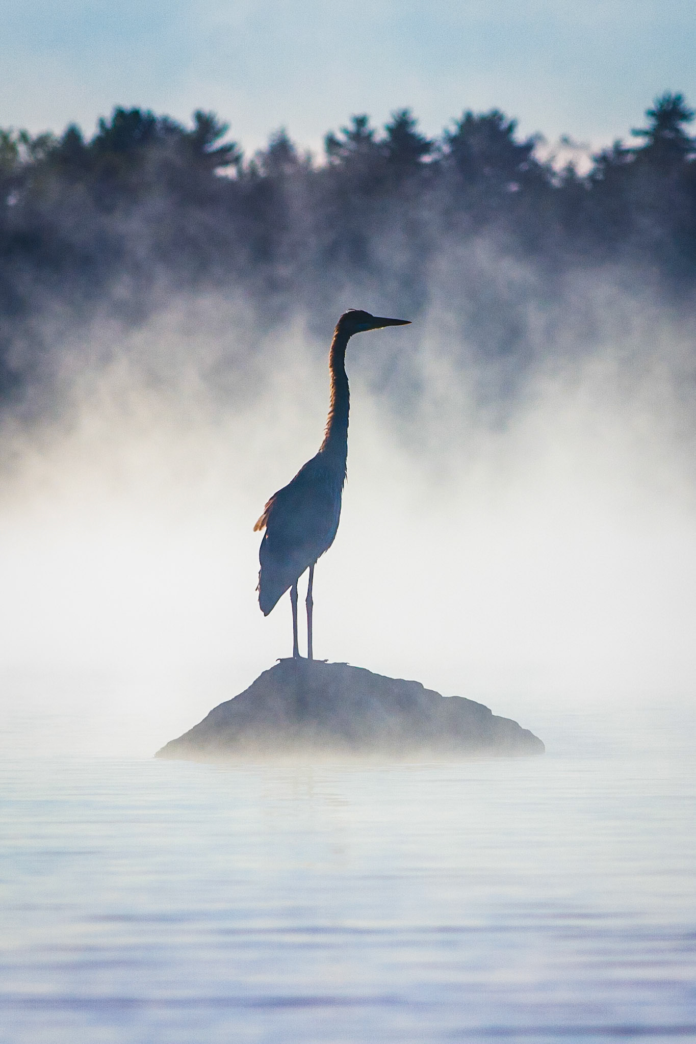 "Great Blue" --A great blue heron keeps a wary eye as I approach in my kayak. Lake Winnipesaukee, New Hampshire.