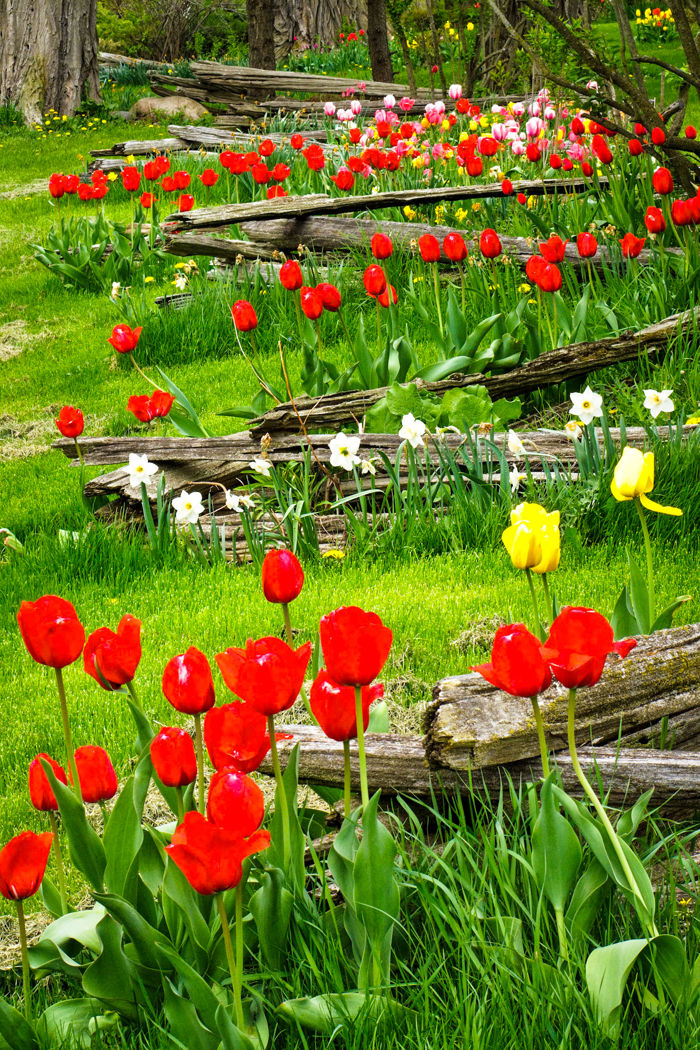 "Spring Lineup" --Shoreham