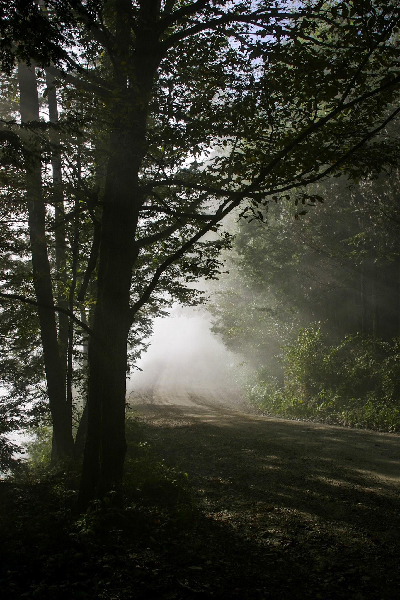 "Fog and Shadows" --Hubbardton