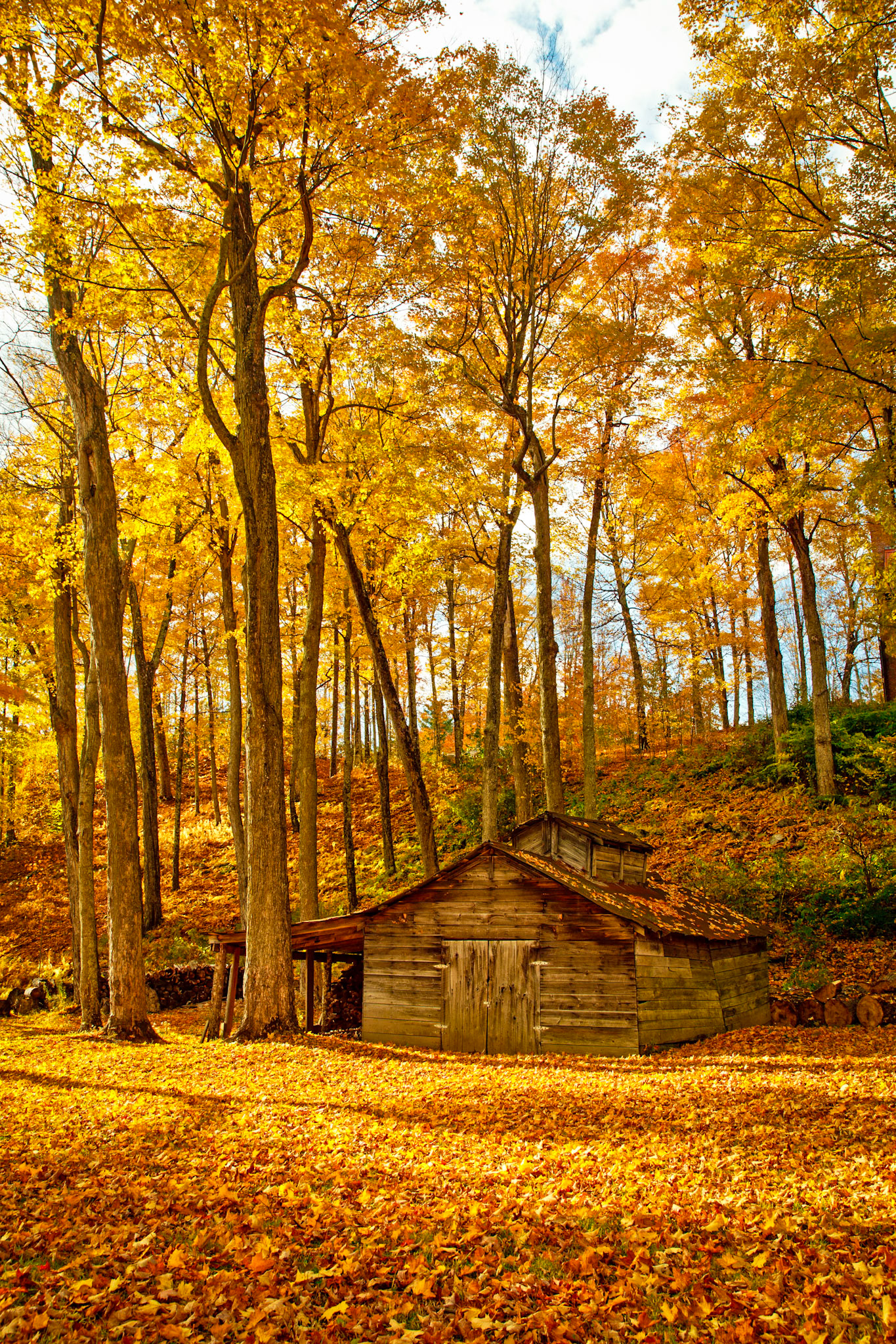 "Golden Leaves" --Mendon