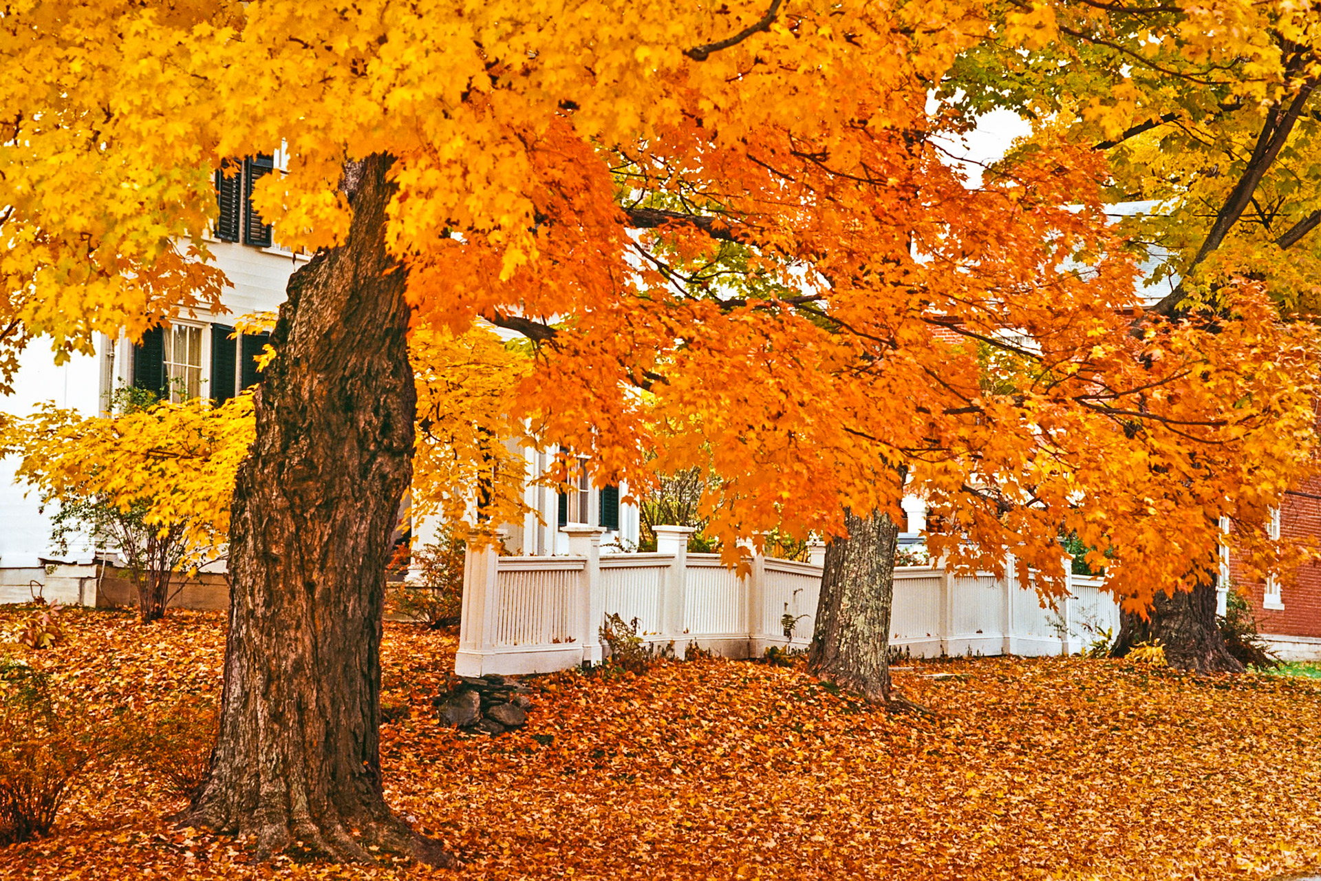 "Middletown Maples" --Middletown Springs