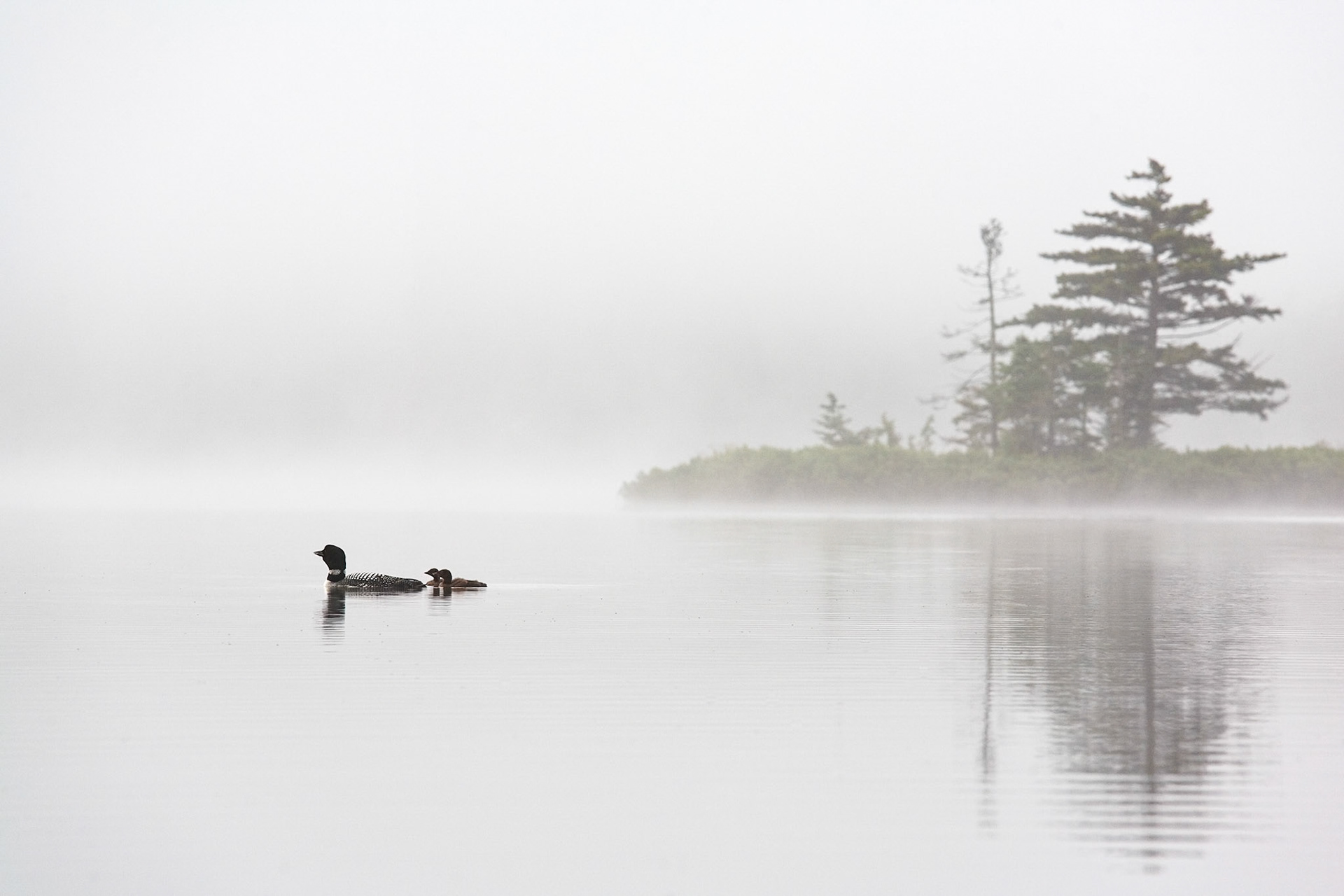 "Close By" --The young loons didn’t want to get too far from mother. Lake Ninevah, Mount Holly, Vermont.