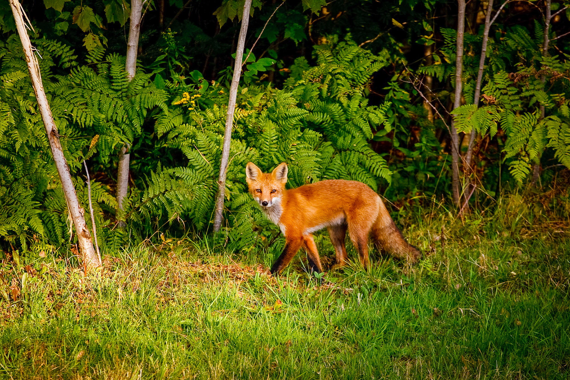 "Crossing Paths" --Just luck, this fox crossed my path with perfect lighting. Clarendon, Vermont.
