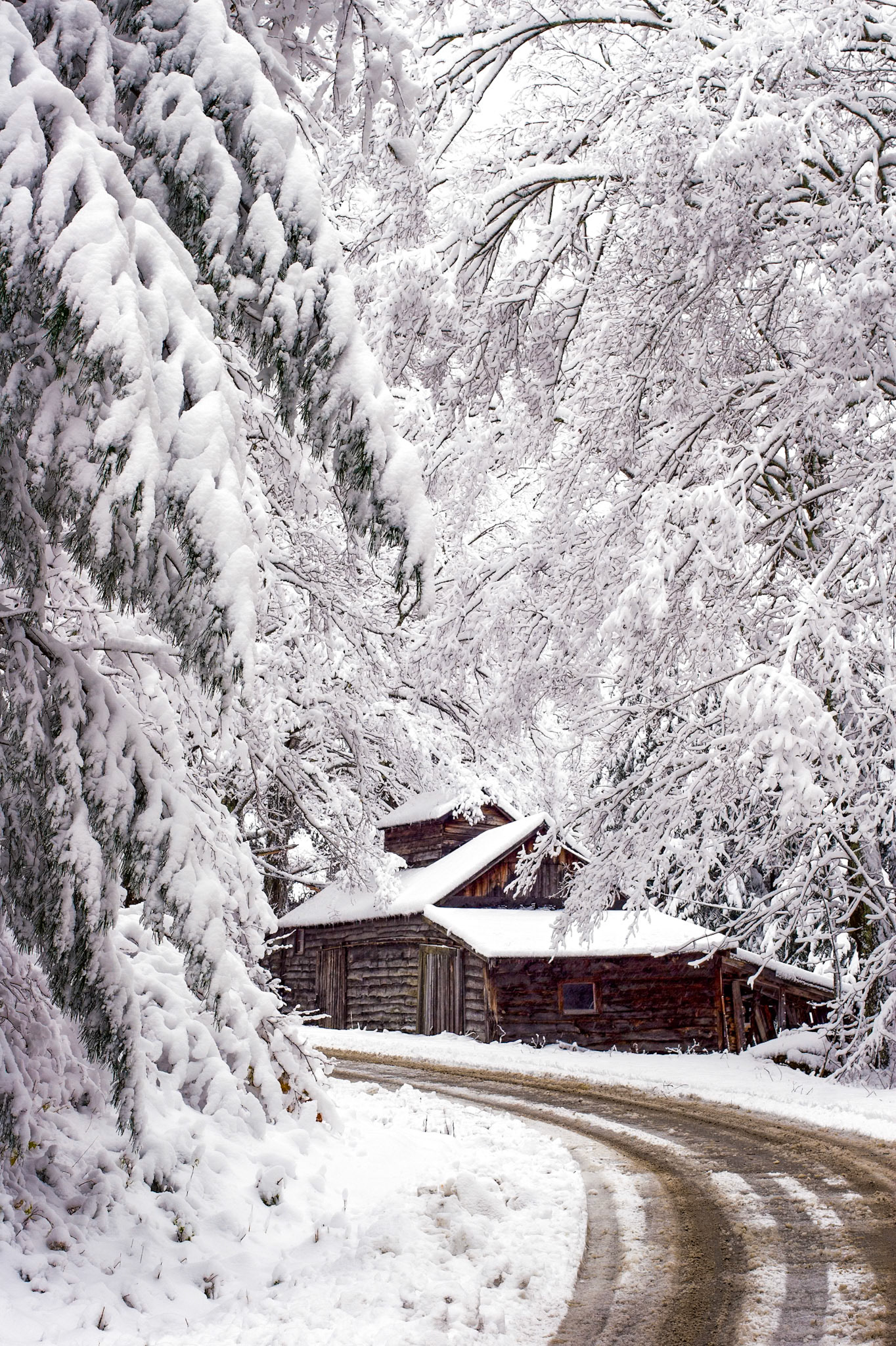 "Snowed In" --Belmont