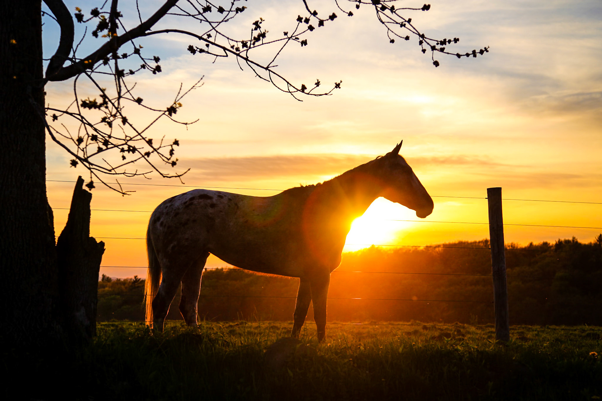 "Long Days" --A setting sun silhouettes a horse at the end of a long day. Castleton, Vermont.