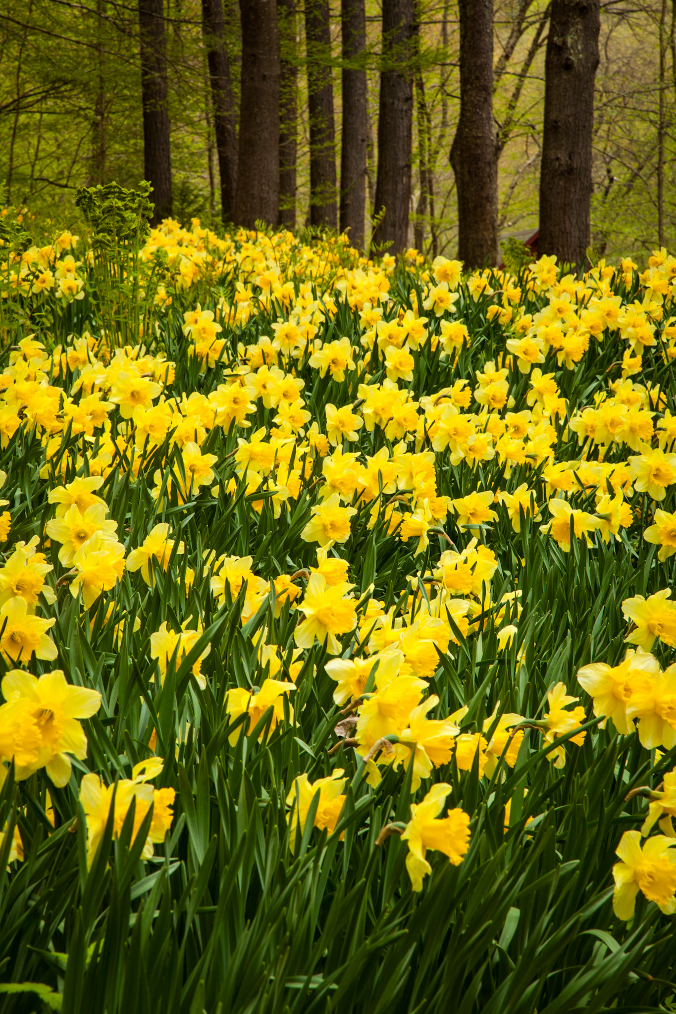 "Daffodils" --Chittenden