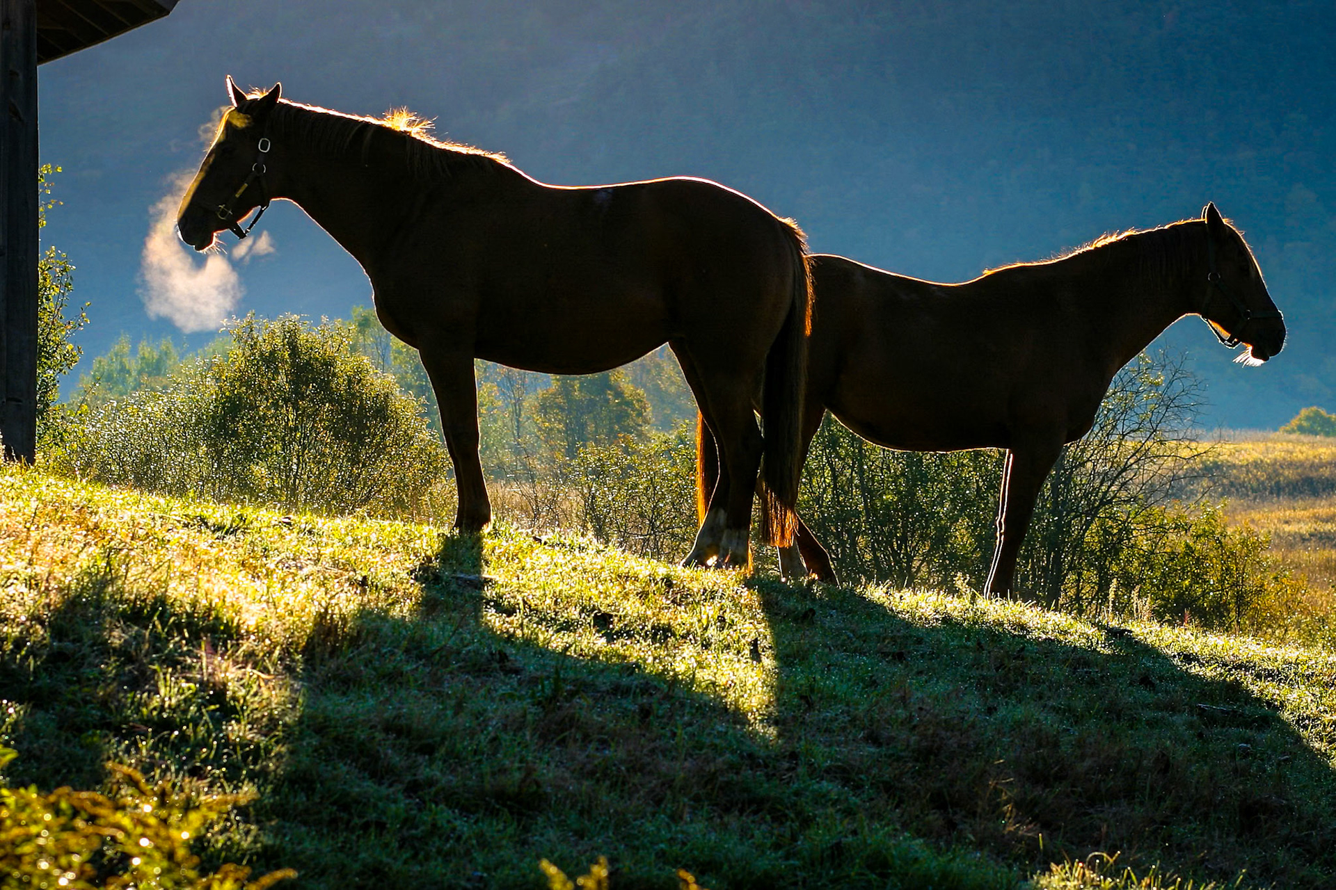 "Casting Shadows" --On a brisk morning, the rising sun silhouettes these horses. Windsor, Vermont.