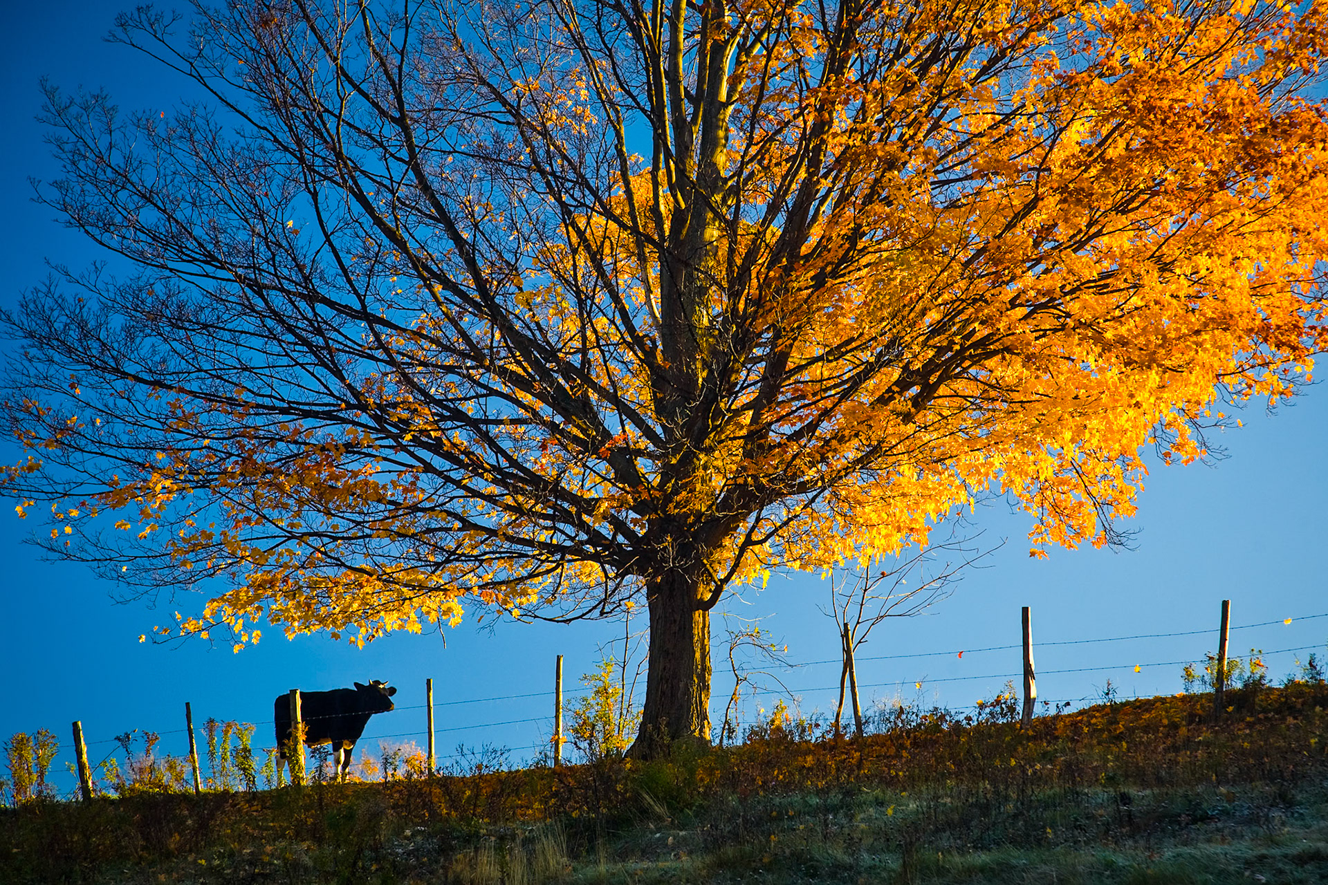 "Lingering Leaves" --Danby