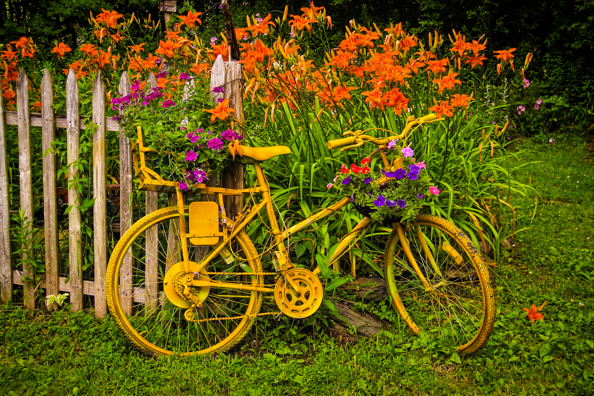"Painted Bicycle" --Chippenhook