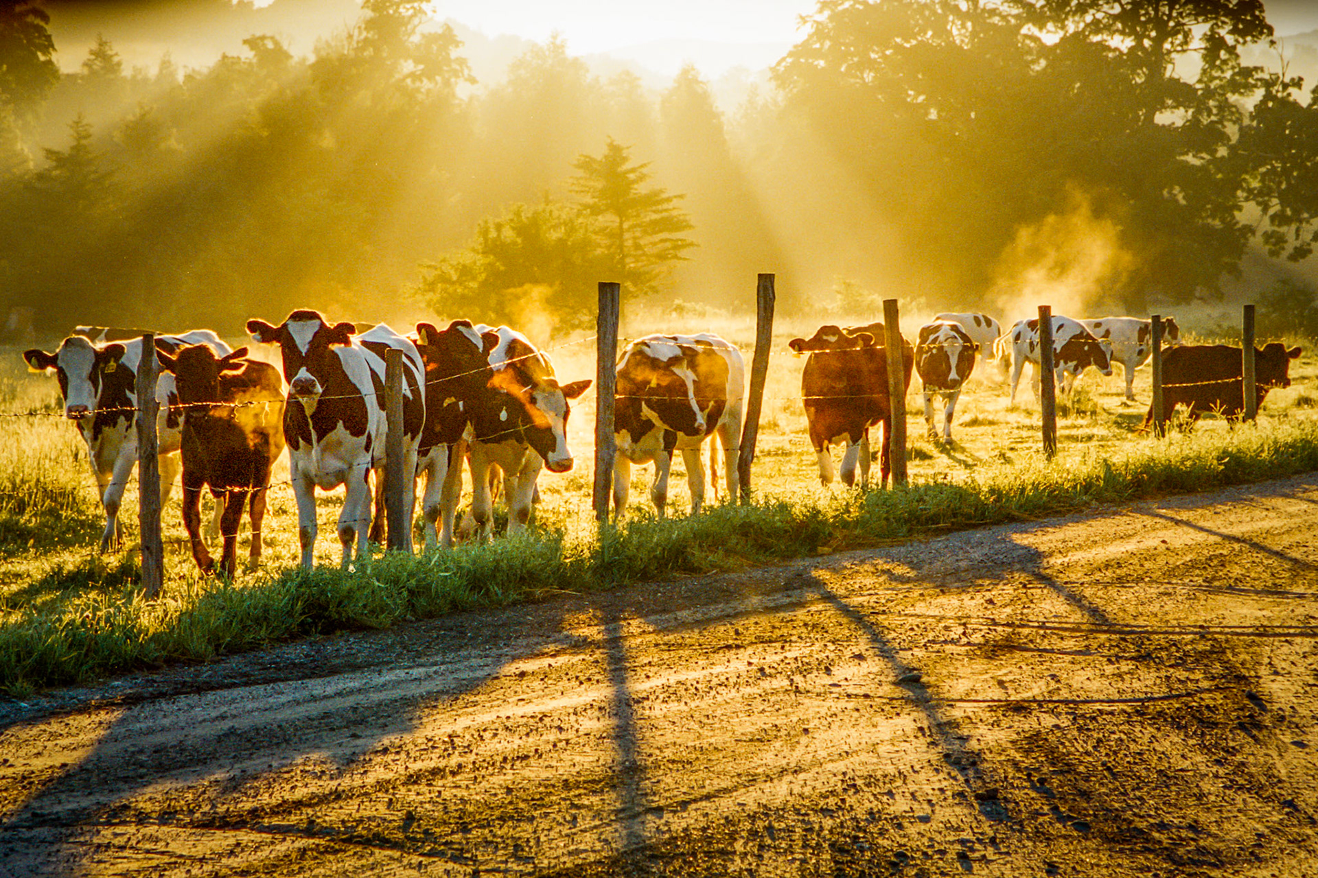 "Morning Ladies" --Curious cows line up to check out the photographer.  Sun streams through morning mist in the background. Danby, Vermont.