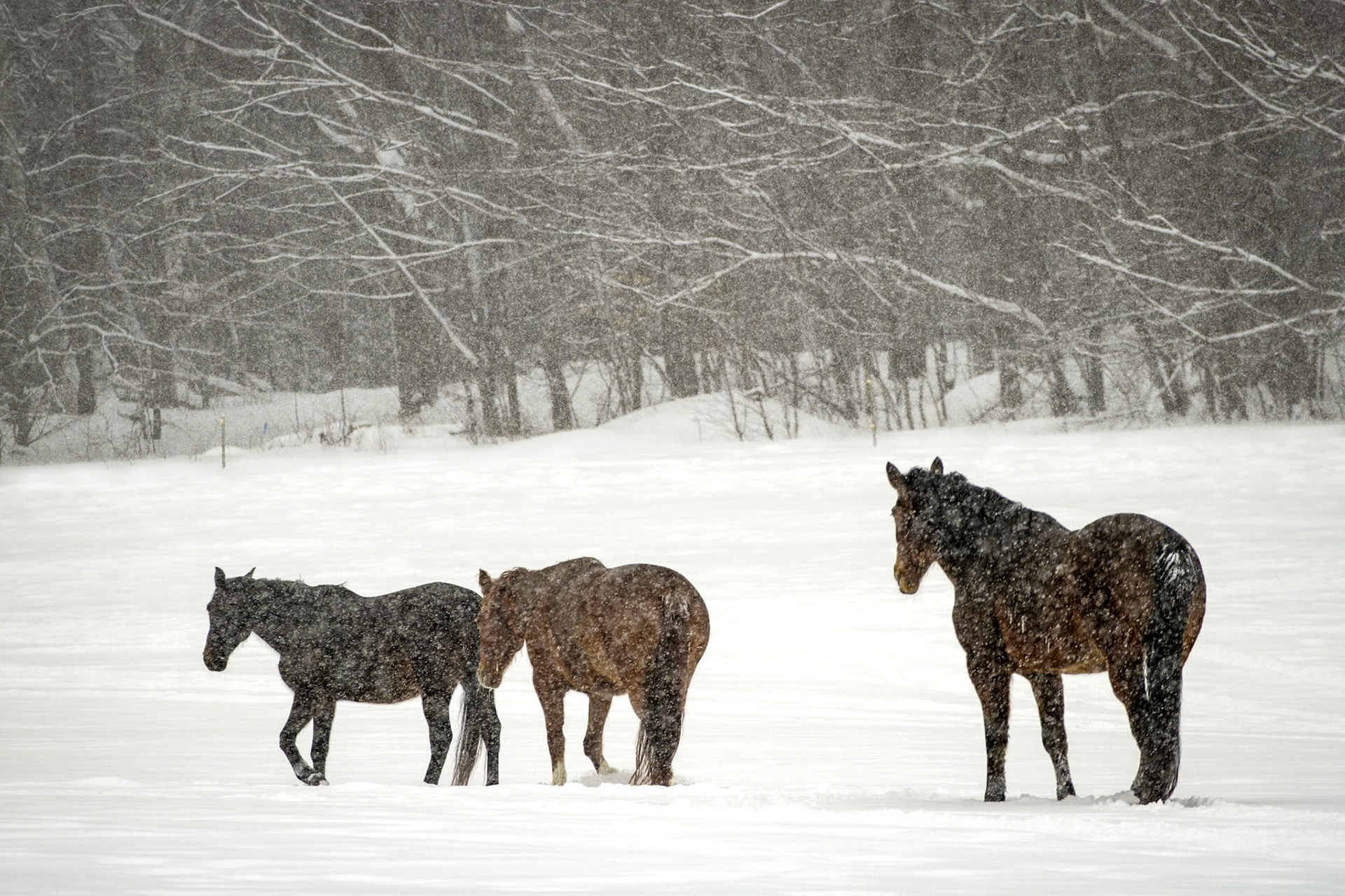 "Heading Home" --Heading for the shelter of the barn as a winter storm settles in and snow builds up. Middletown Springs, Vermont. 