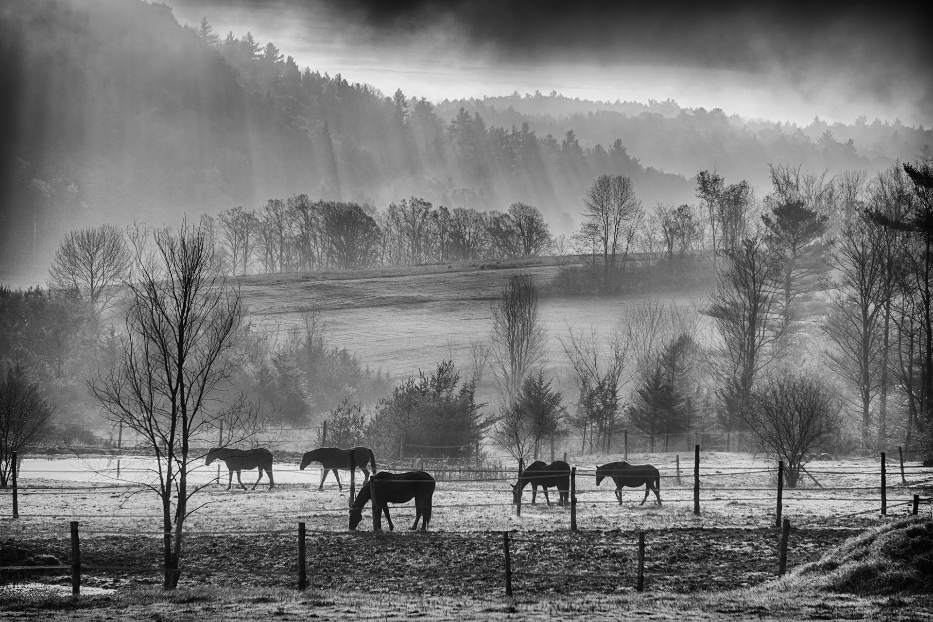 "Morning Pasture" --Fog lifts and the sun tries to break through as horses head out to pasture. Benson, Vermont.
