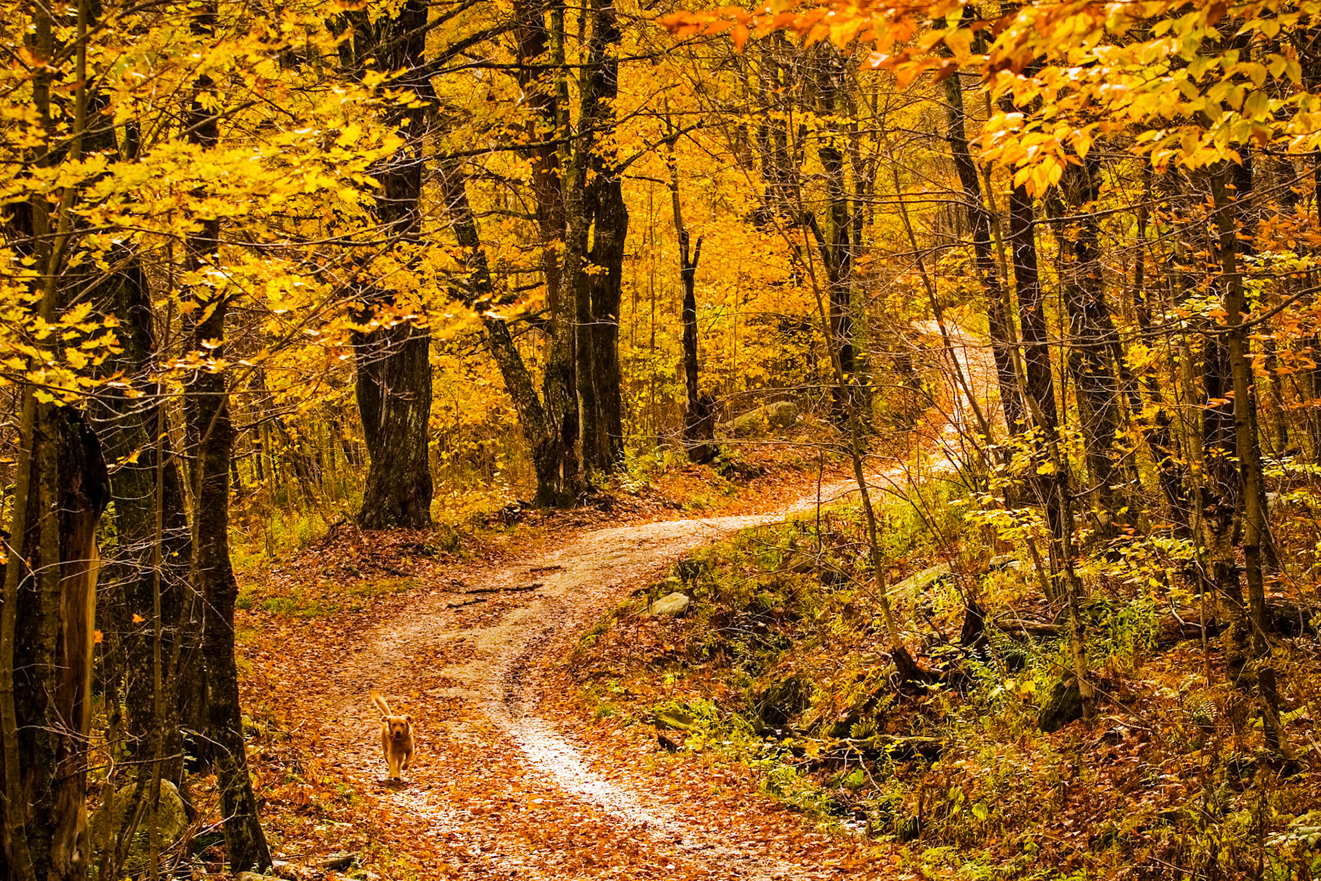 "October Outing" --Pittsford