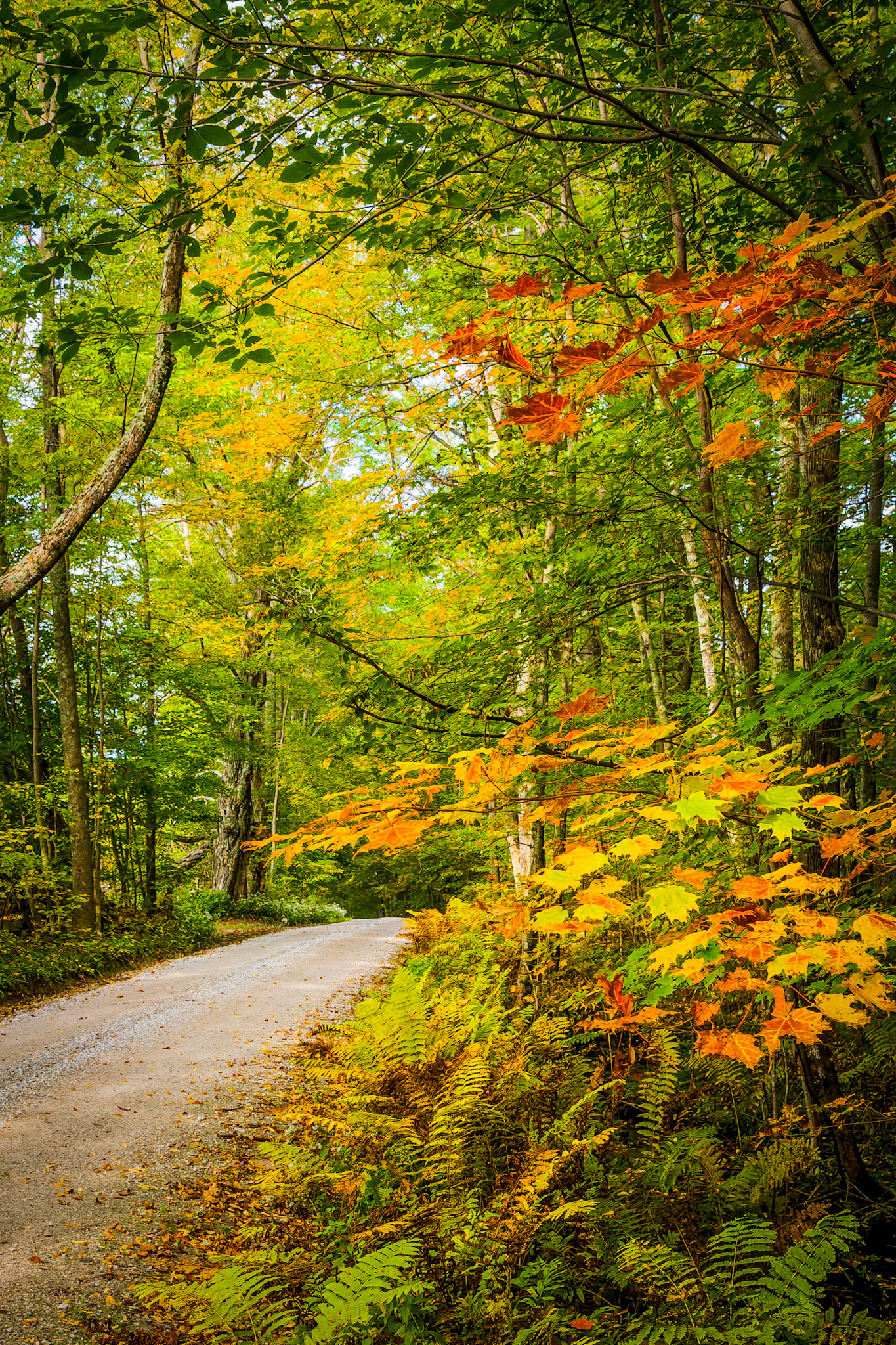 "Roadside Color" --Mt. Tabor