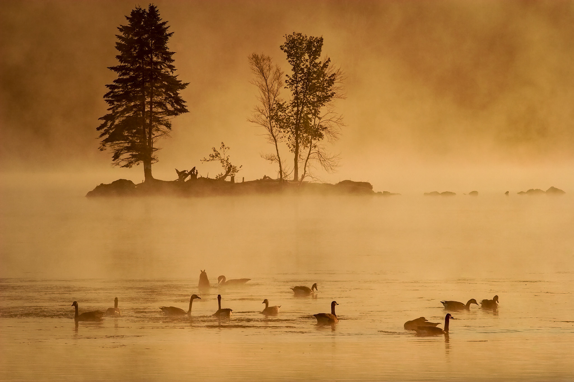 "Morning Visitors" --Kent Pond, Killington