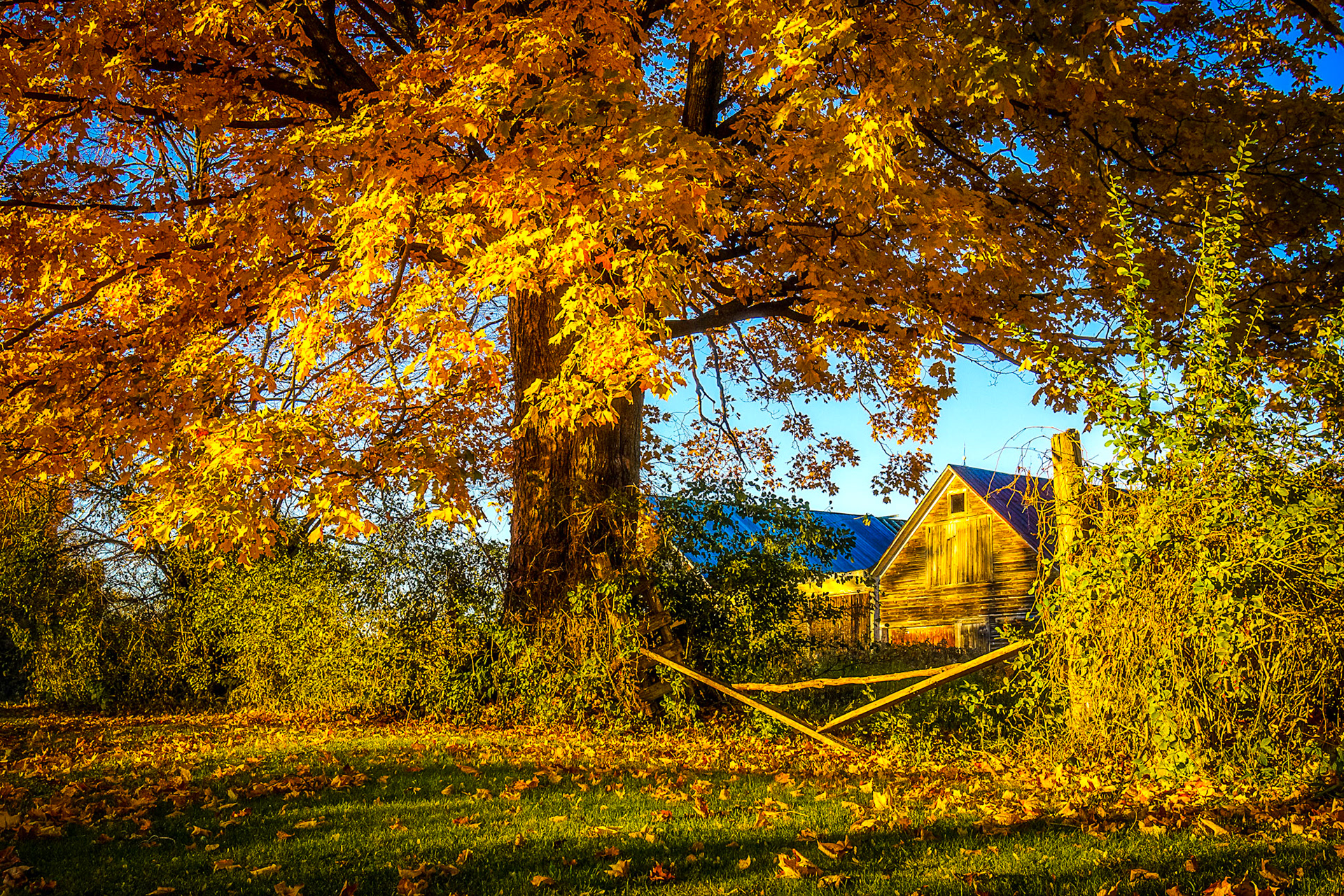 "Late Fall" --Clarendon