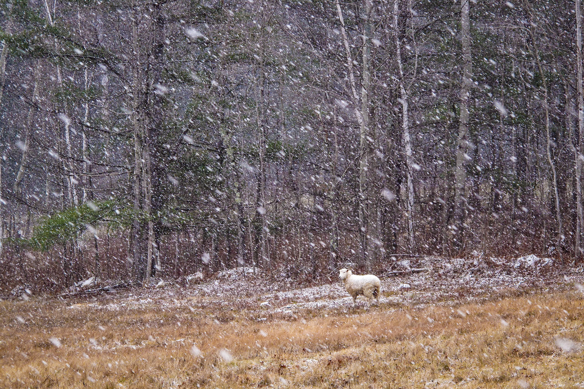 "Lost Sheep" --As the snow comes down, this one sheep looks lost. Chippenhook, Vermont.