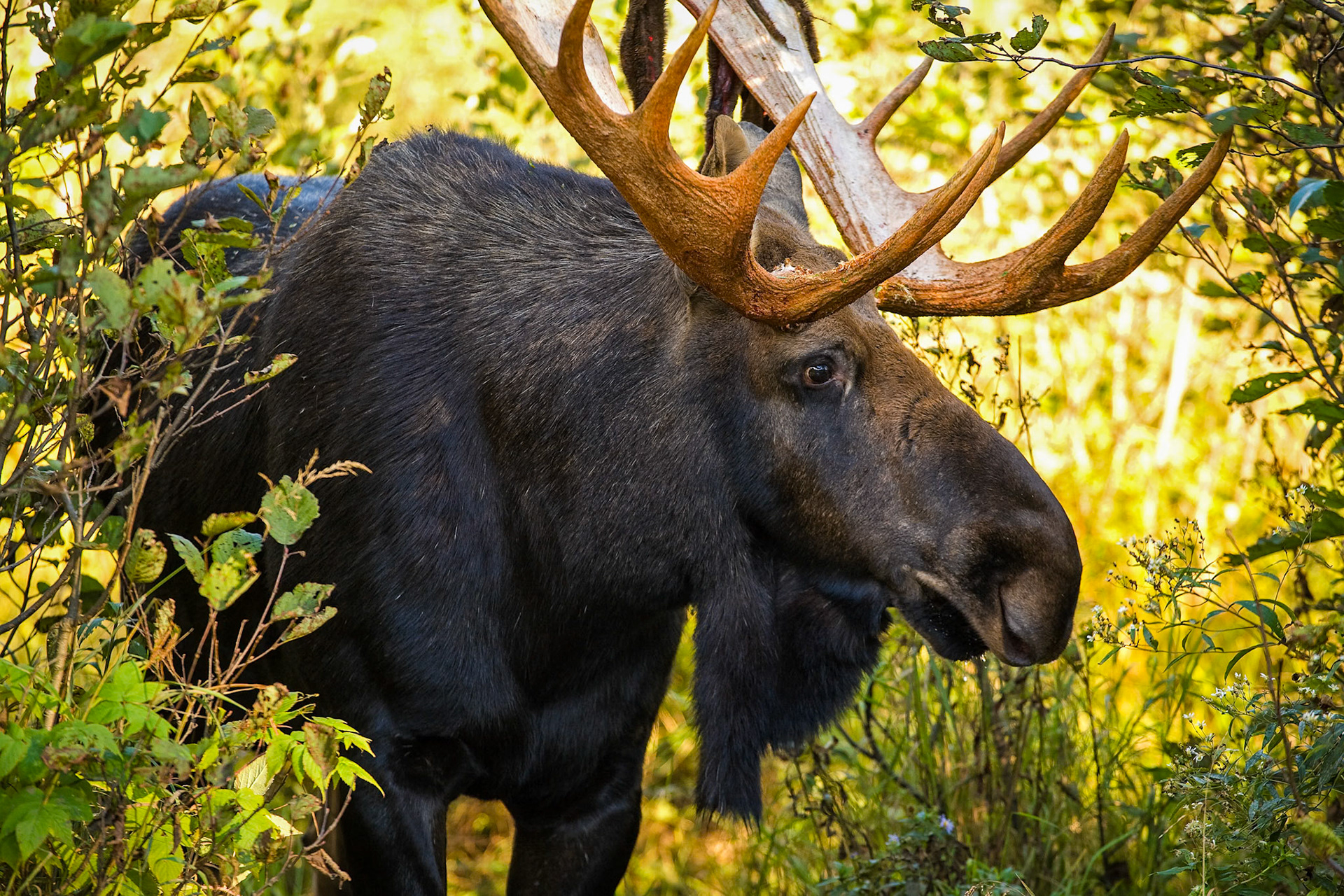 "Eye to Eye" --I was closer to this bull moose than was wise, but the results were worth it. Pittsburg, New Hampshire. 