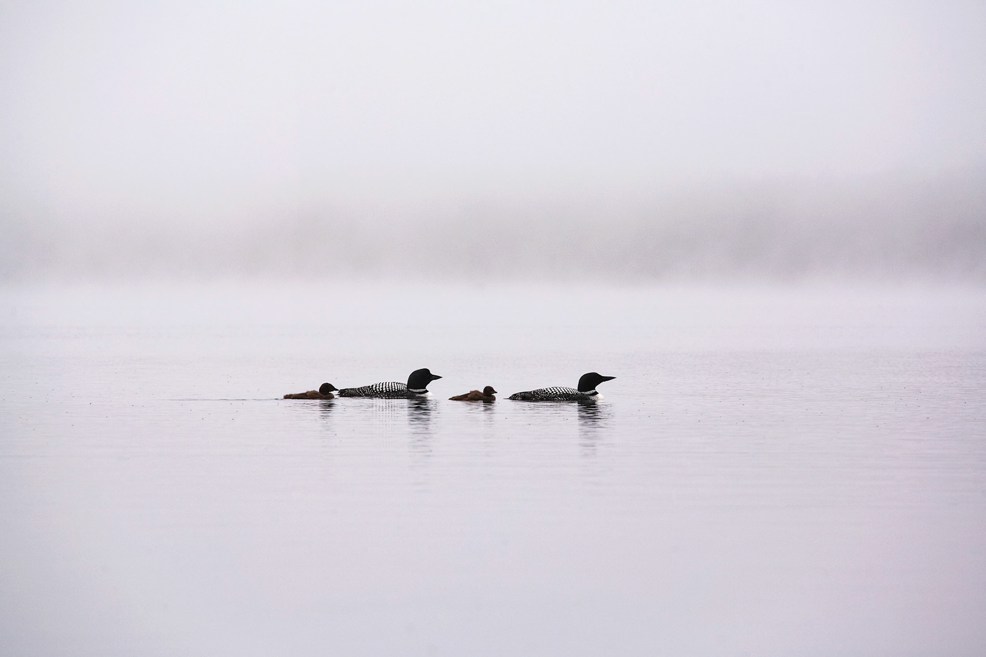 "Family of Four" --The loon family lined up on a foggy morning on Lake Ninevah, Mount Holly, Vermont.