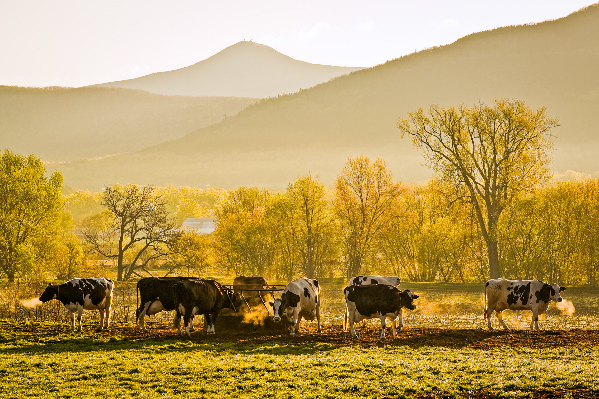 "Spring Cows" --Photo taken on a chilly spring morning in Clarendon, Vermont. Pico Mountain can be seen in the background.