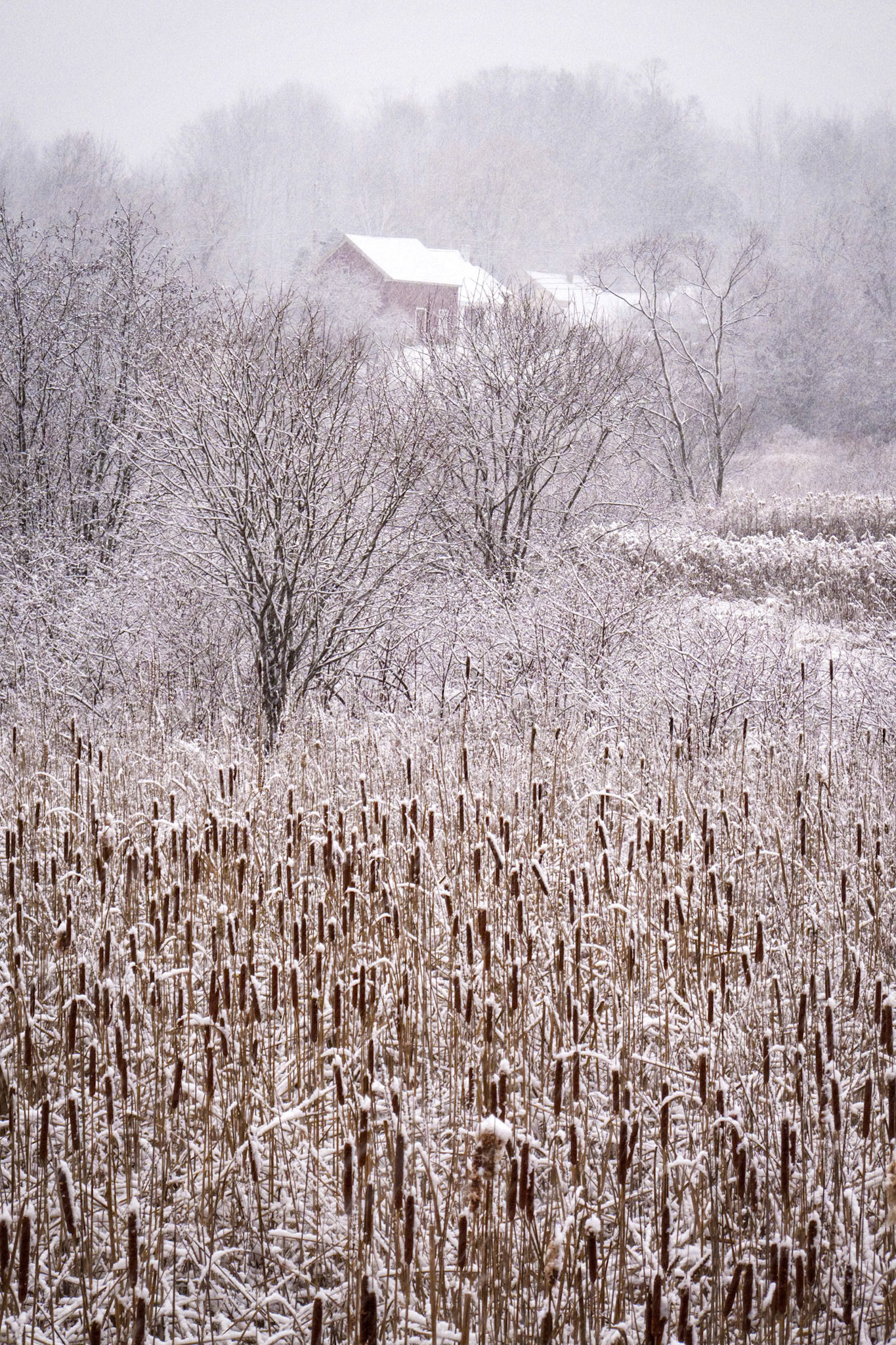 "Cattails in Snow" --Chippenhook