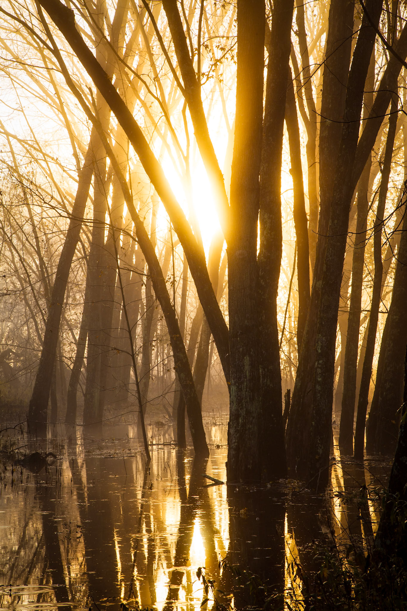 "High Water" --Otter Creek, Clarendon