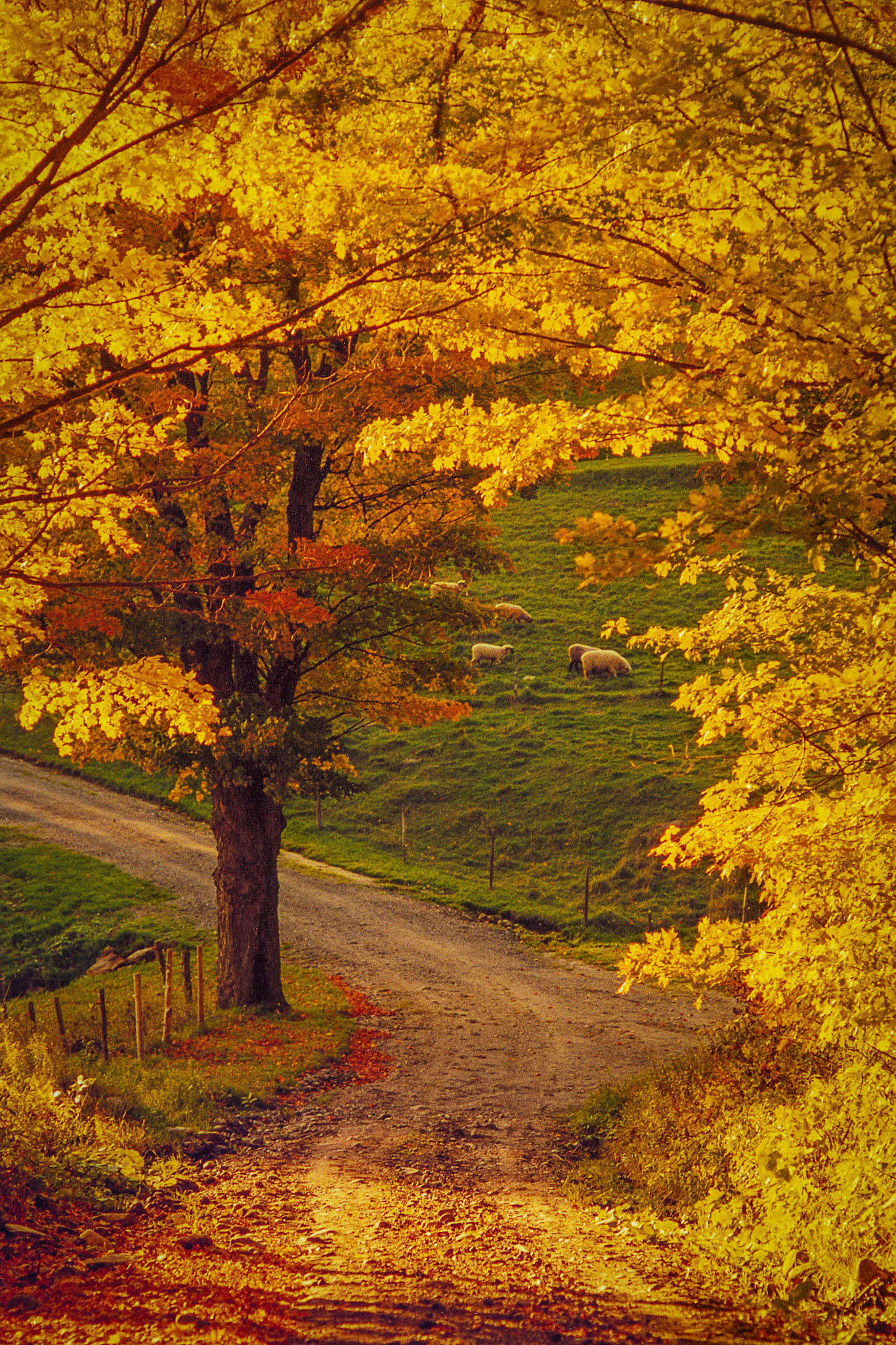 "Down the Lane" --Tunbridge