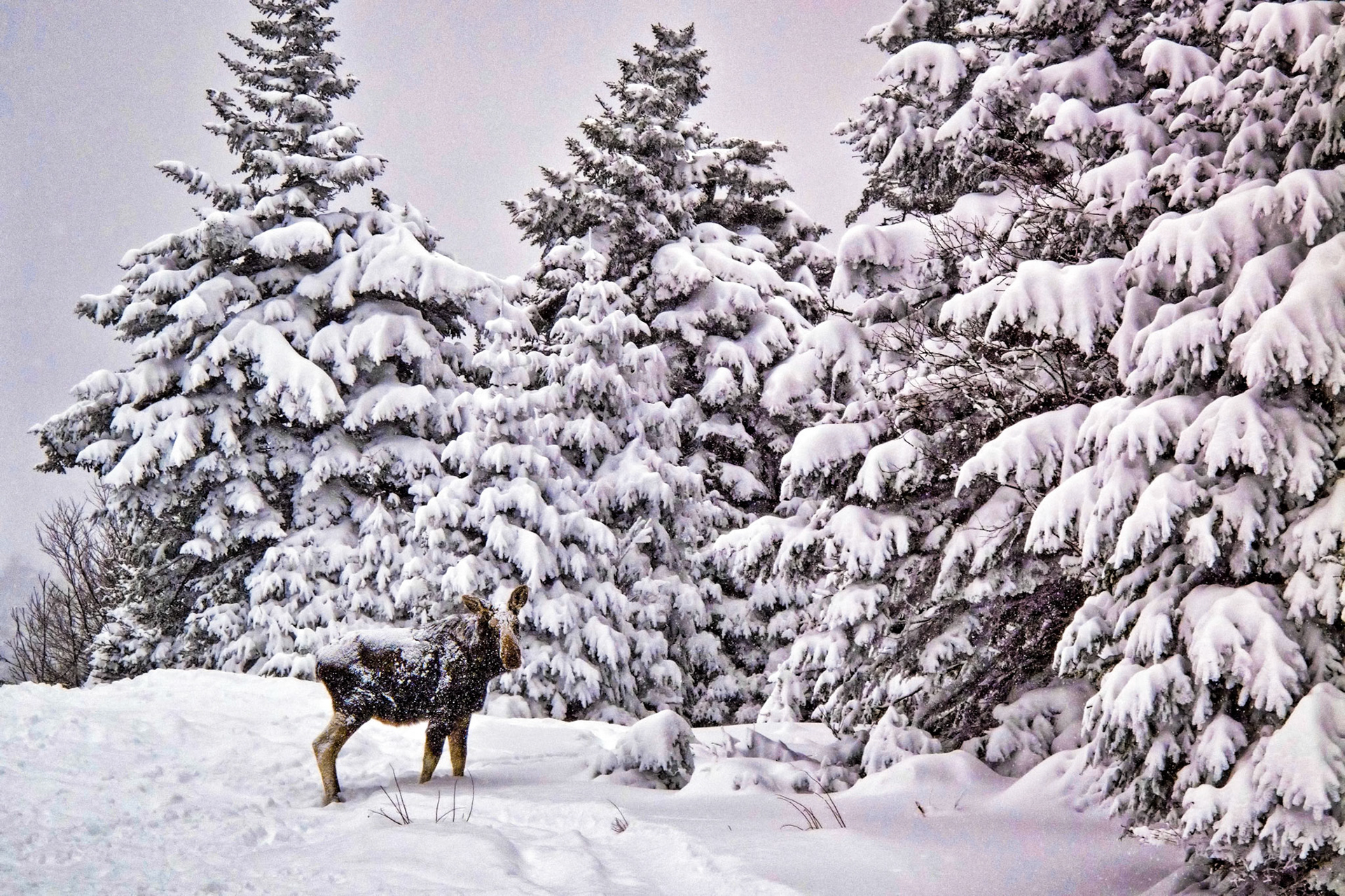 "Winter Wanderer" --A snow-covered moose came ambling out of the woods on a winter day. Killington, Vermont. 
