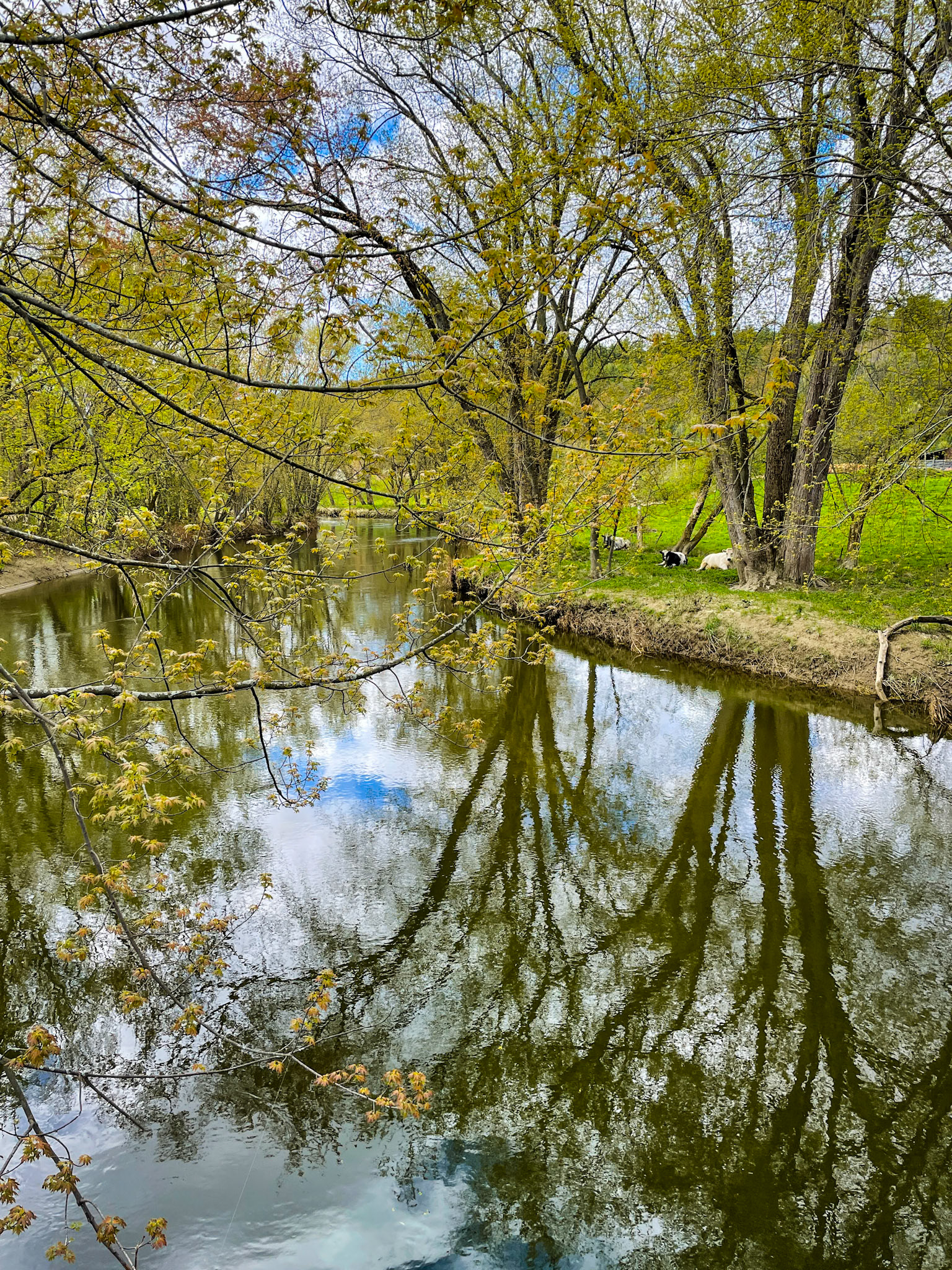 "Spring Reflection" --Clarendon