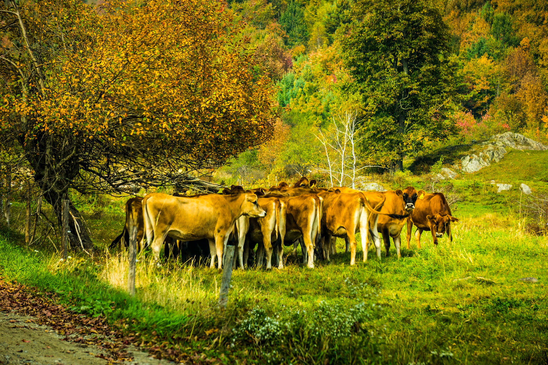 "Jersey Gathering" --I’d call this a meeting of the minds but that’s not quite accurate. Huntington, Vermont.