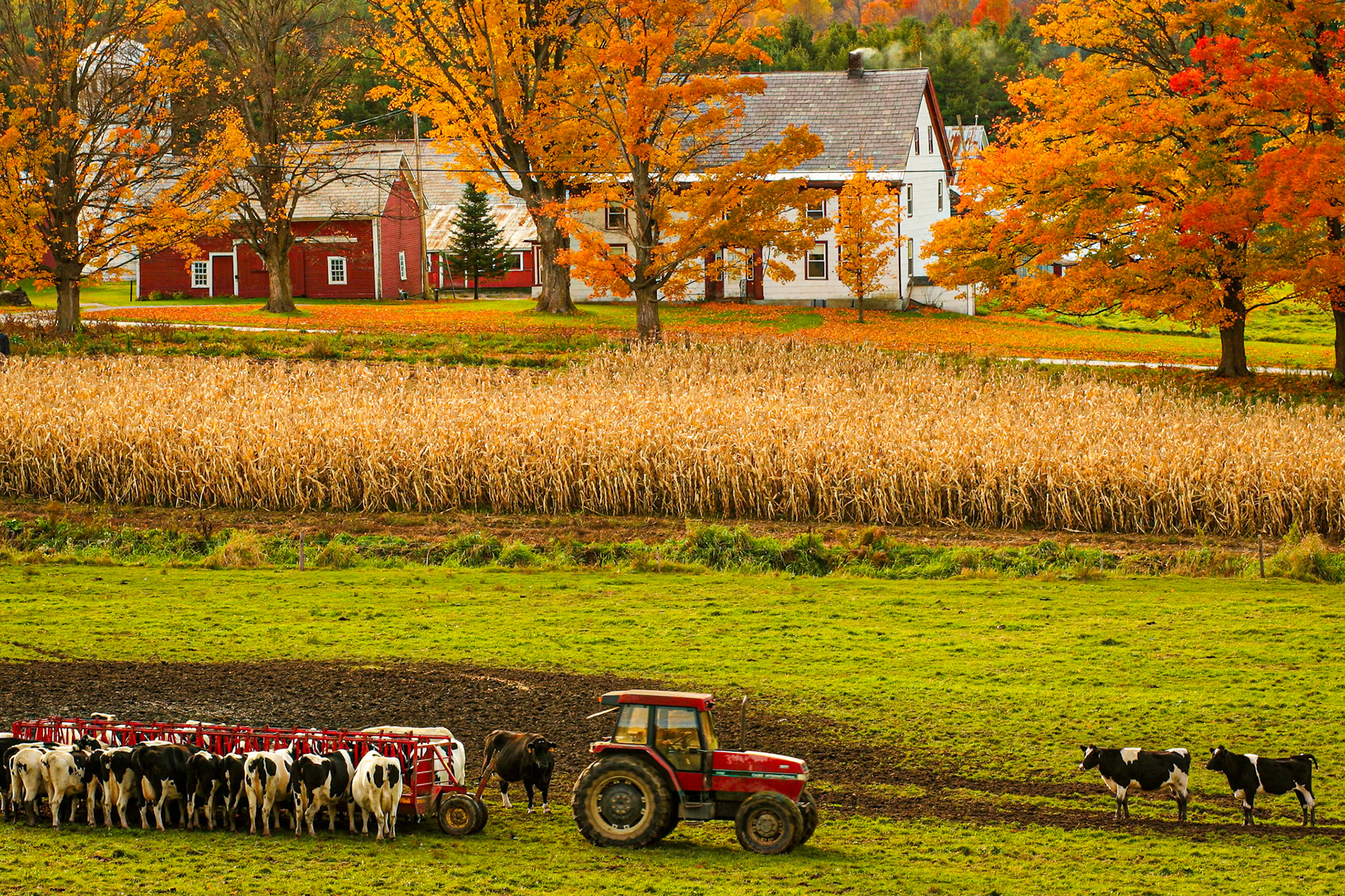 "One Day on the Farm" --Tinmouth