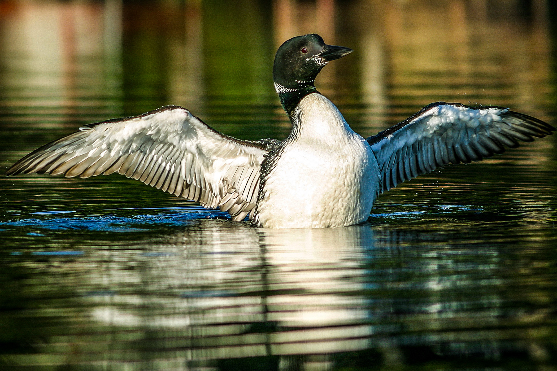 "Northern Diver" --I was close by and ready when this loon decided to flap his wings. Lake Winnipesaukee, New Hampshire.