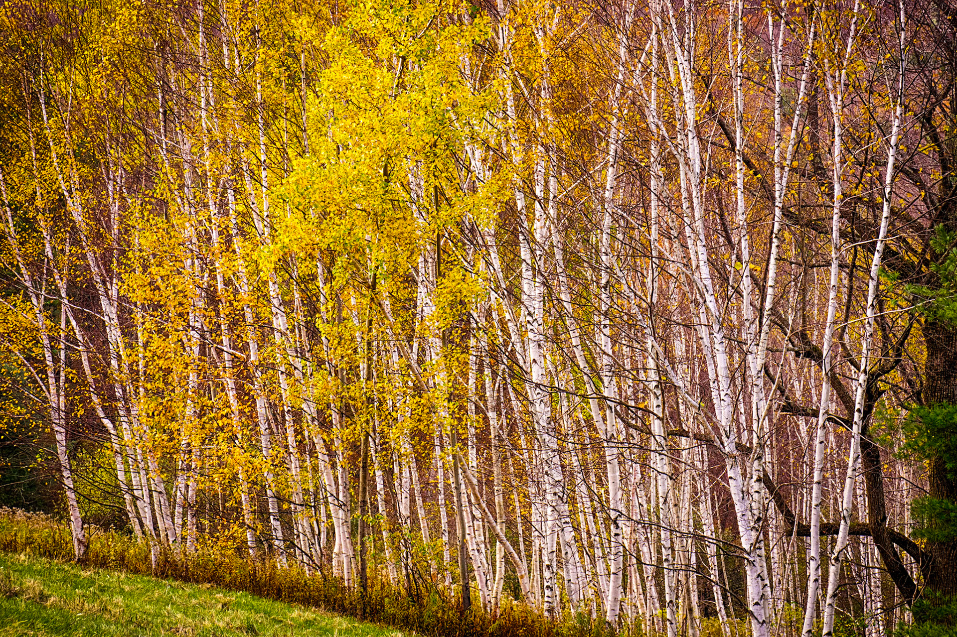 "Birch Grove" --Middletown Springs