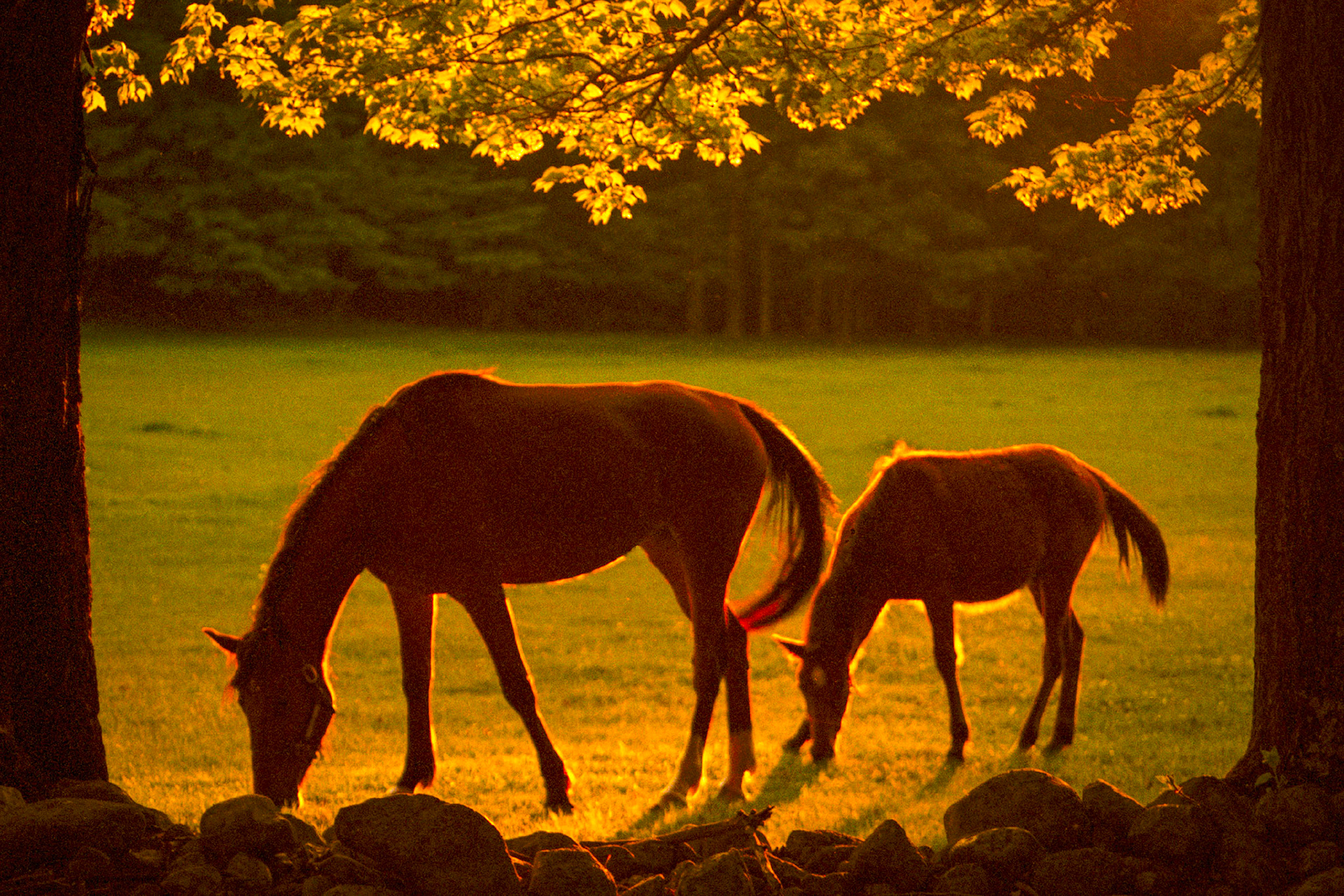 "Mother and Colt" --Perfect lighting silhouettes these horses. Mendon, Vermont.