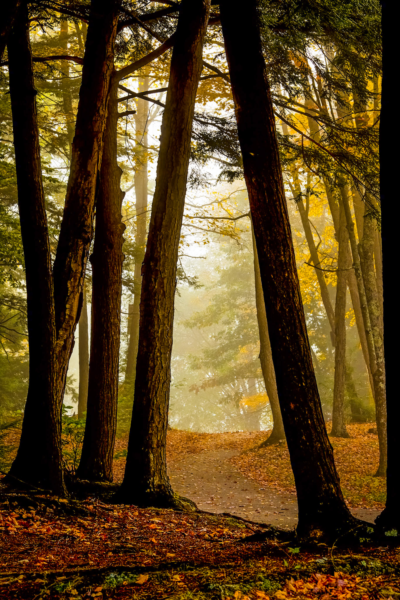 "Lost Trail" --Wallingford