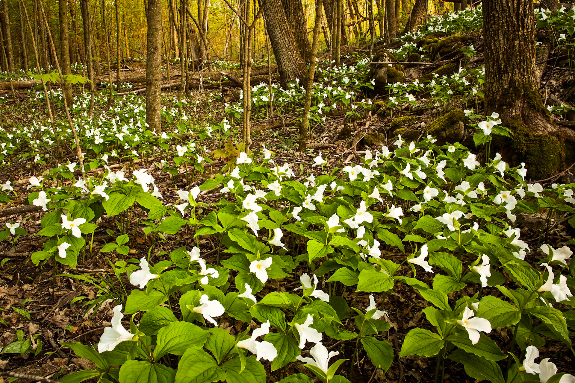 "Trilliums" --Orwell