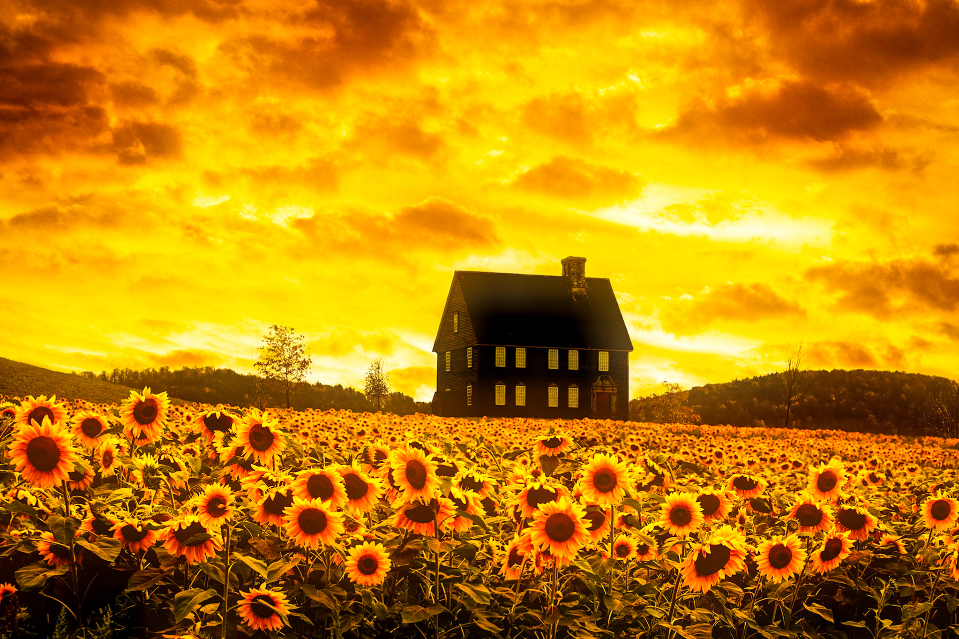 "Sun Seekers" --Imaginary