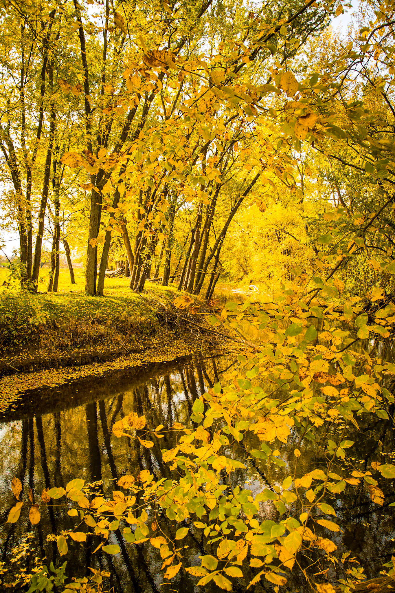 "River Bank" --Clarendon