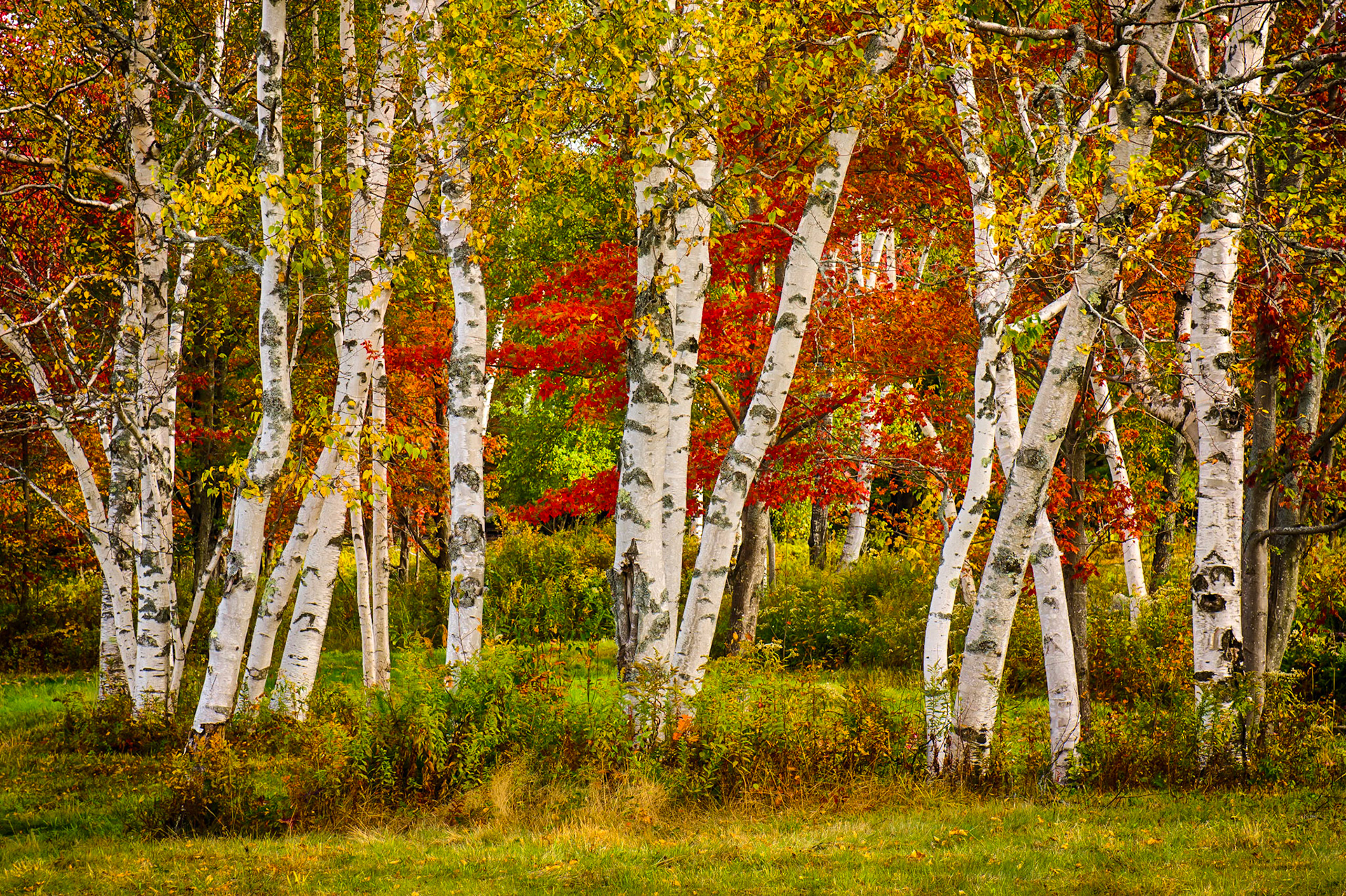 "White Birch" --Shrewsbury