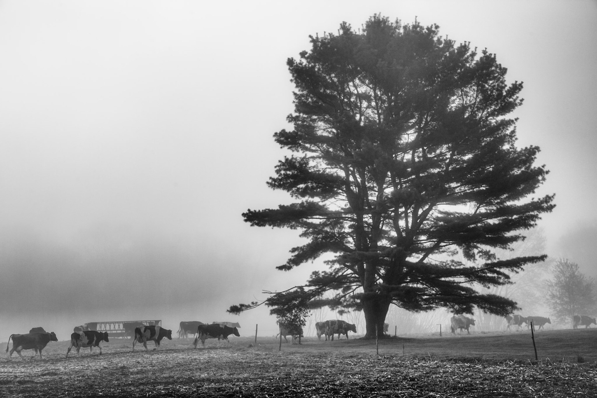 "Til the Cows Come Home" --A lineup of cows head for the barn on a foggy morning. Clarendon, Vermont.
