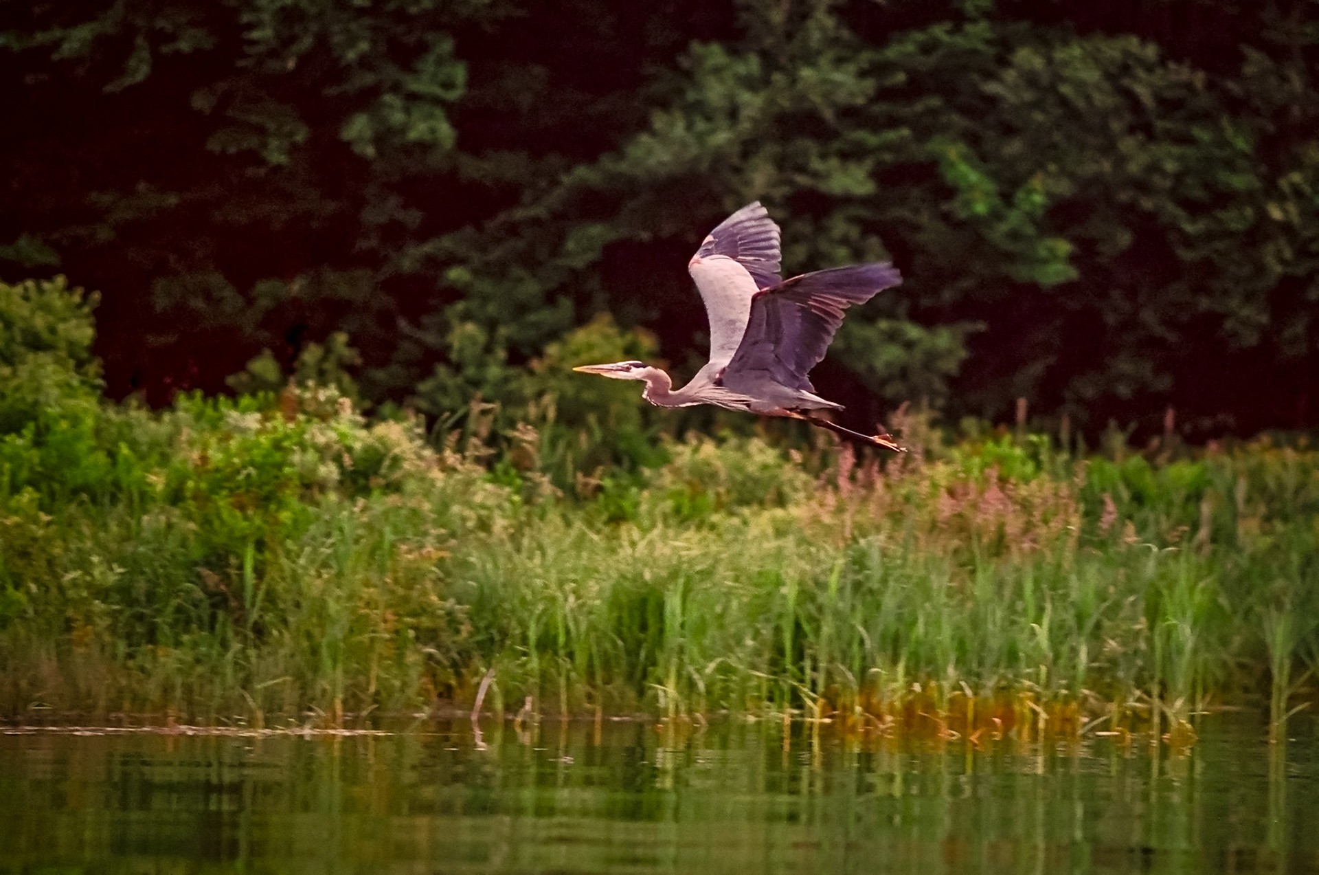 "In Flight" --A fast shutter speed caught this heron at the perfect moment. Castleton, Vermont.