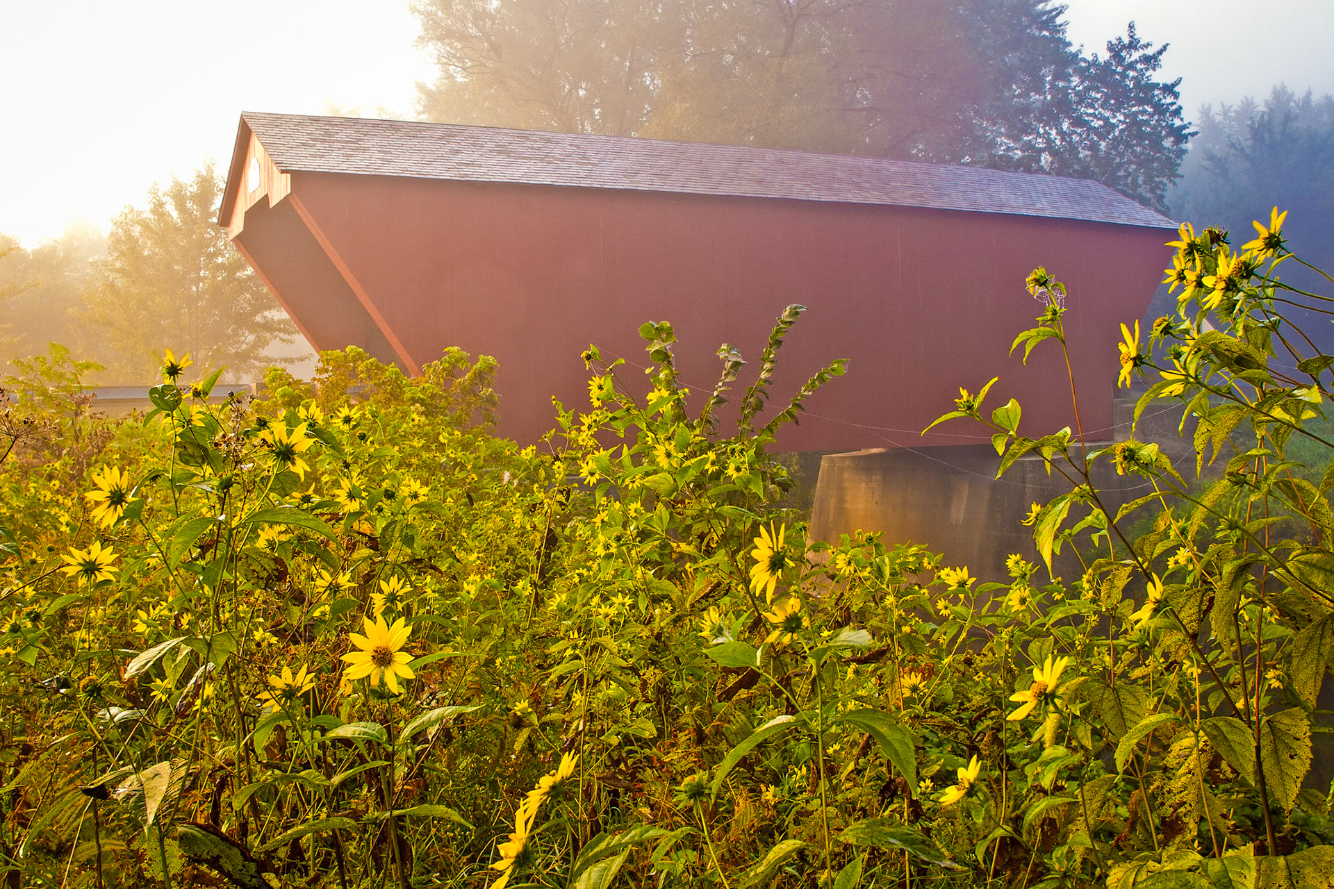 "Wild Sunflowers" --Cooley Bridge, Pittsford