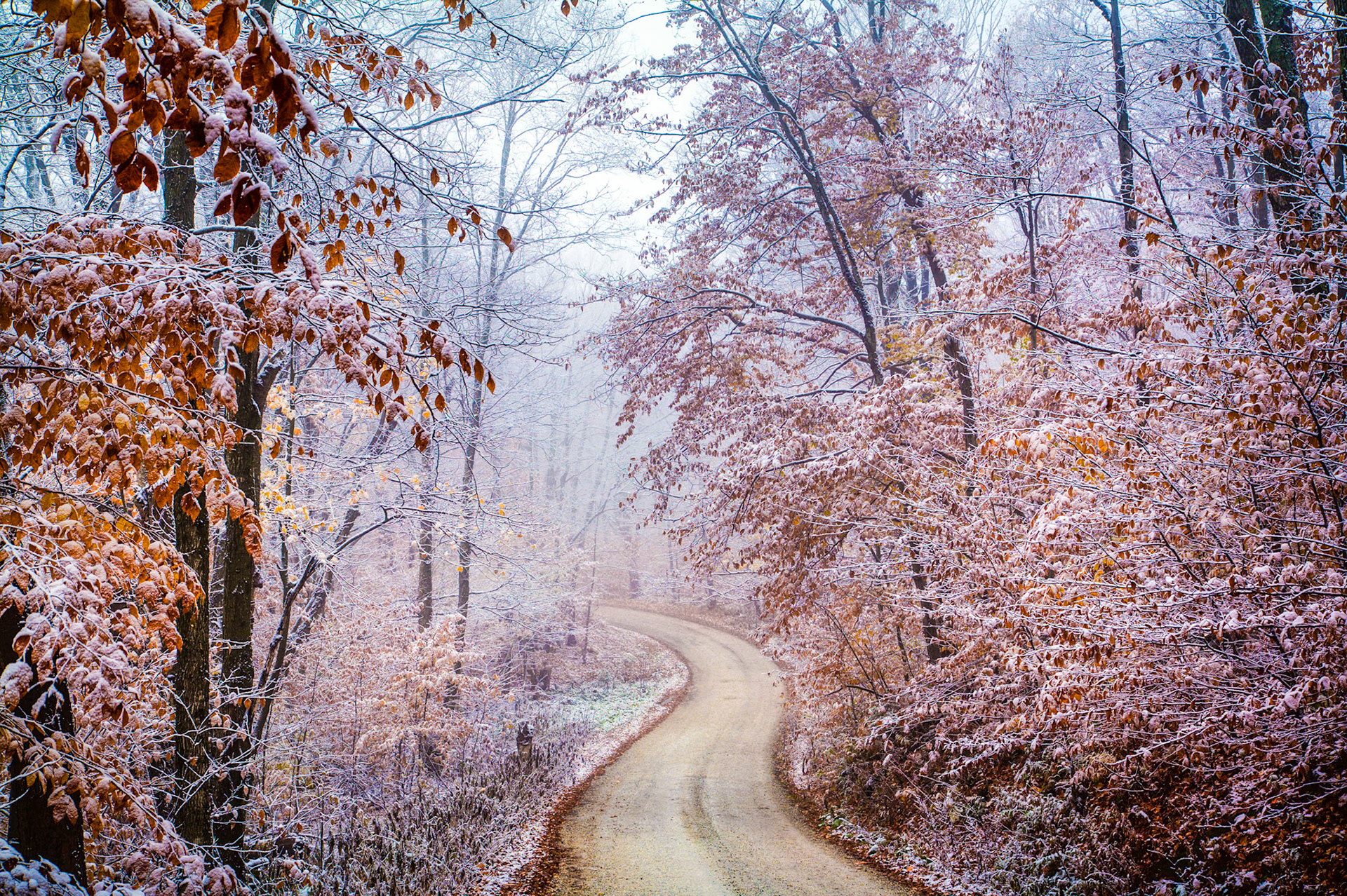 "Early Dusting" --Shrewsbury