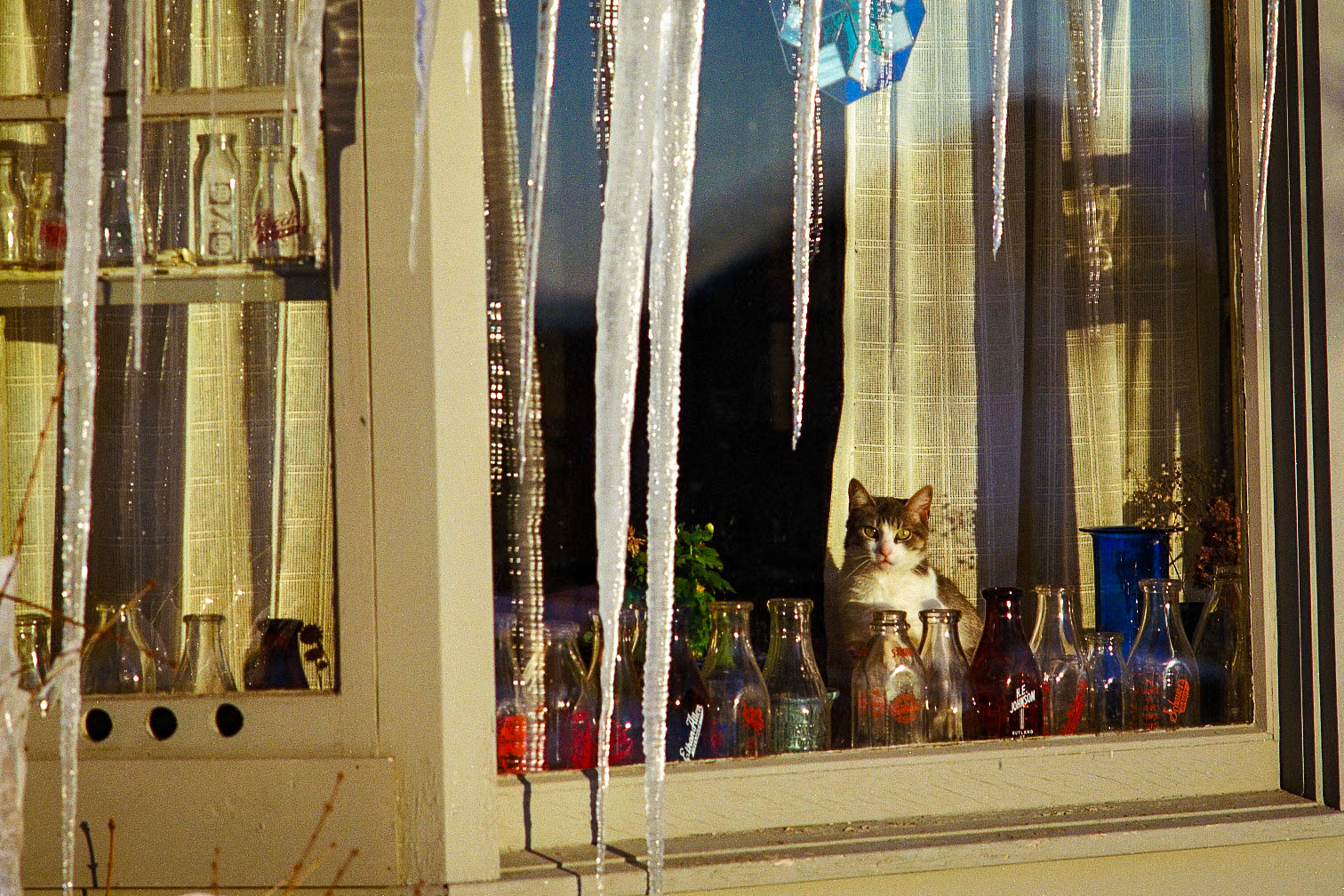 "Chittenden Window" --I liked the icicles and the bottles in the window, but I would not have taken the picture if it weren't for the cat. Chittenden, Vermont. 