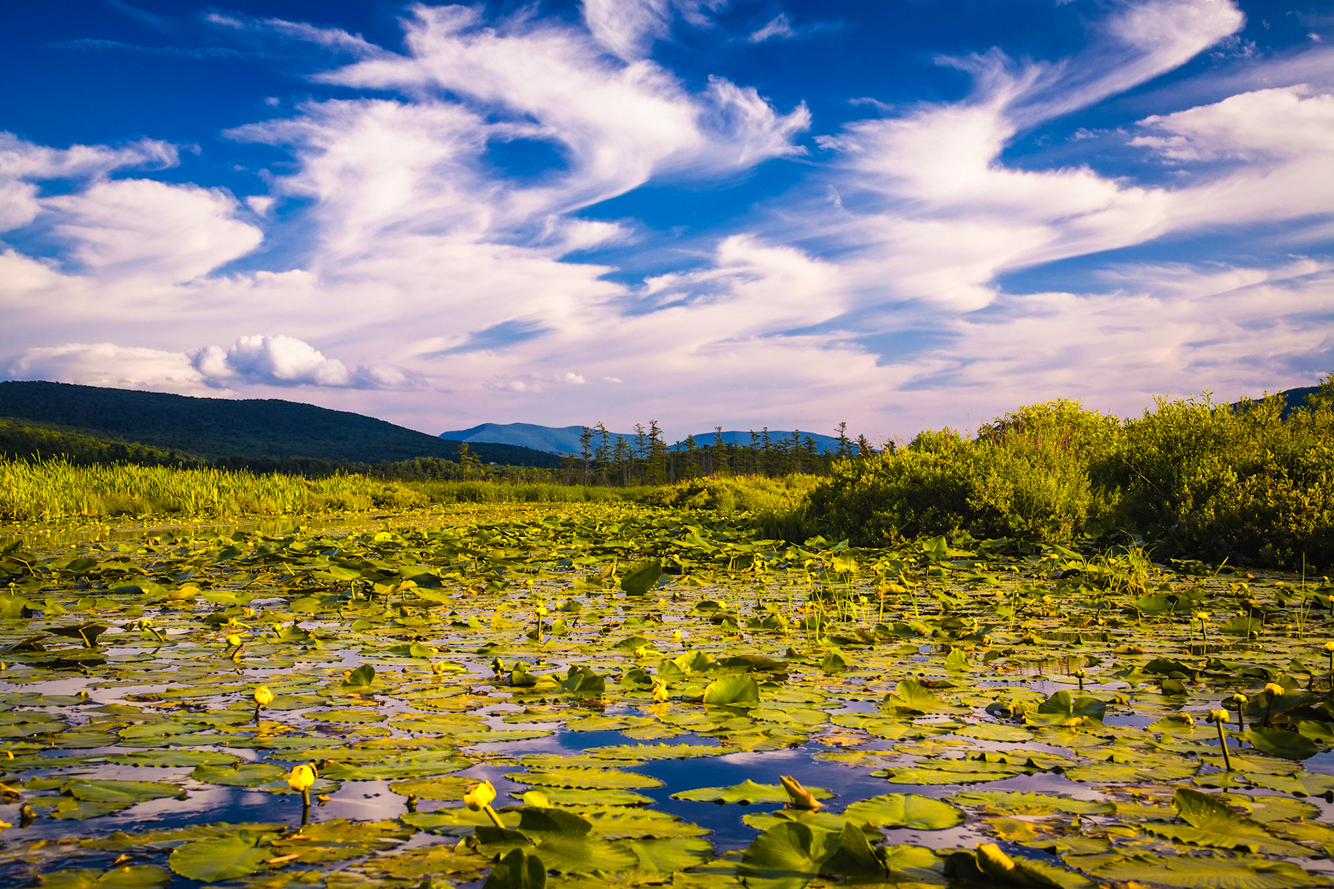 "Summer Sky" --Tinmouth