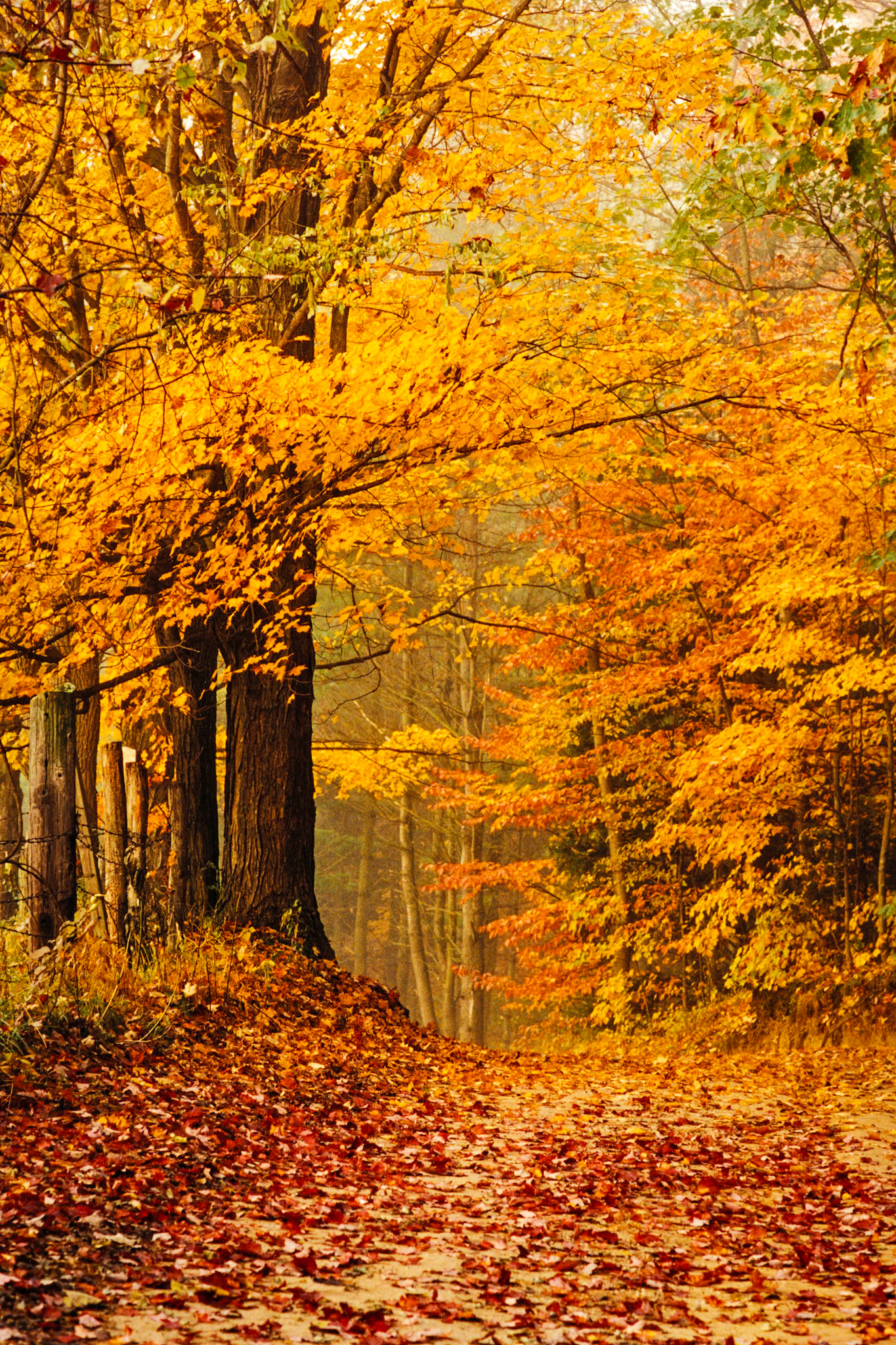 "Passing Season" --Wallingford